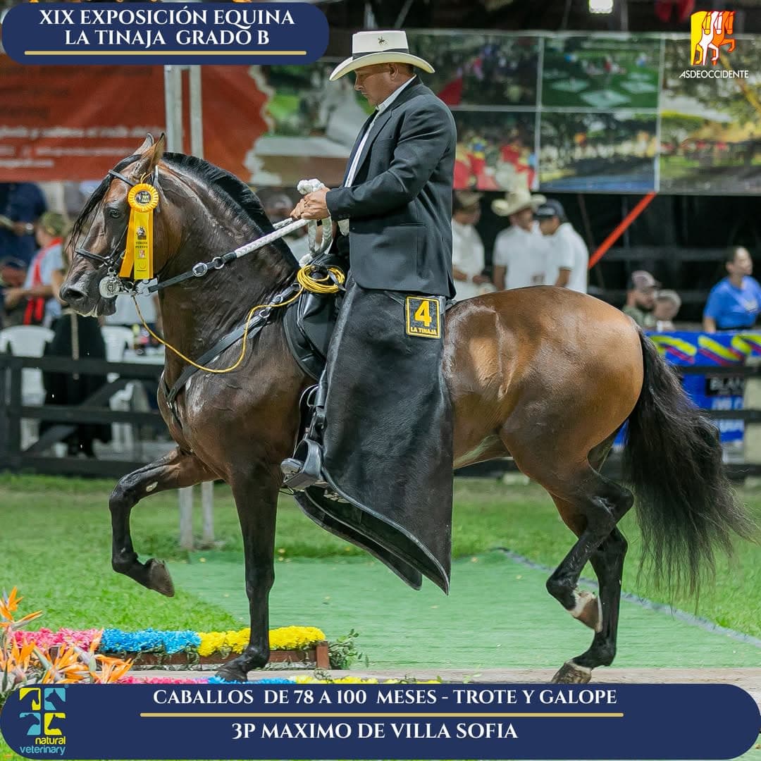 Maximo de Villa Sofia