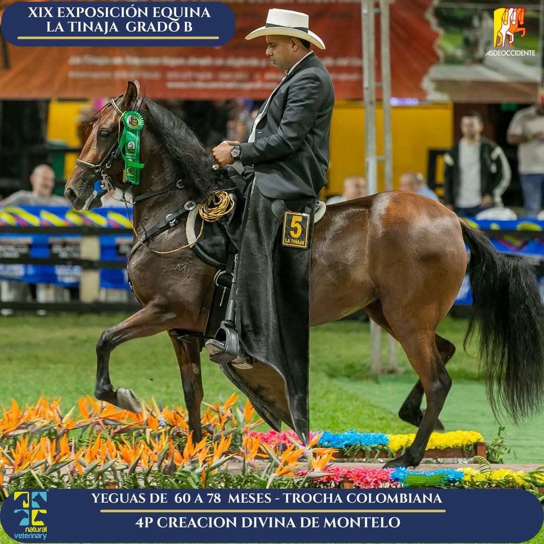 Creacion Divina de Montelo