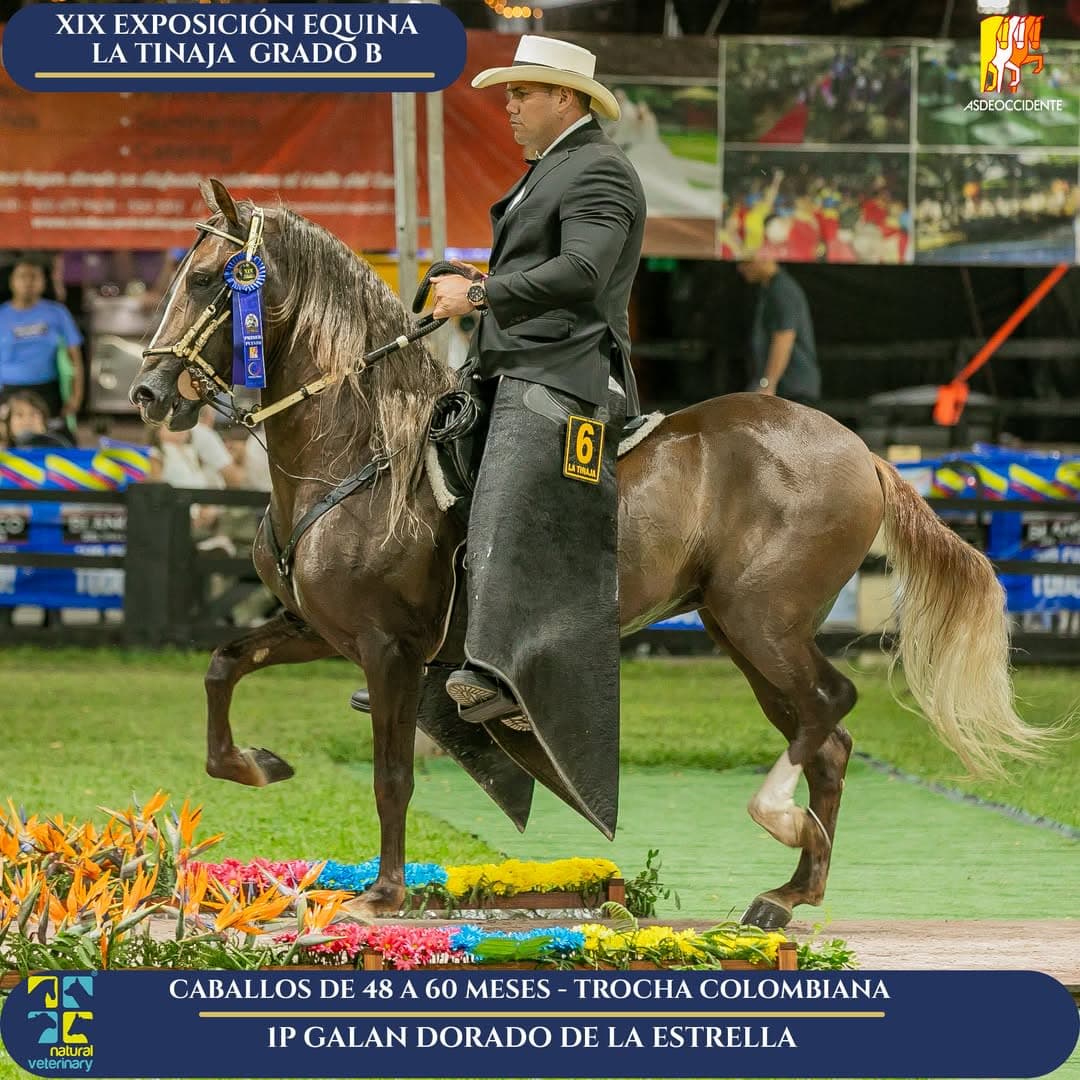 Galan Dorado de la Estrella