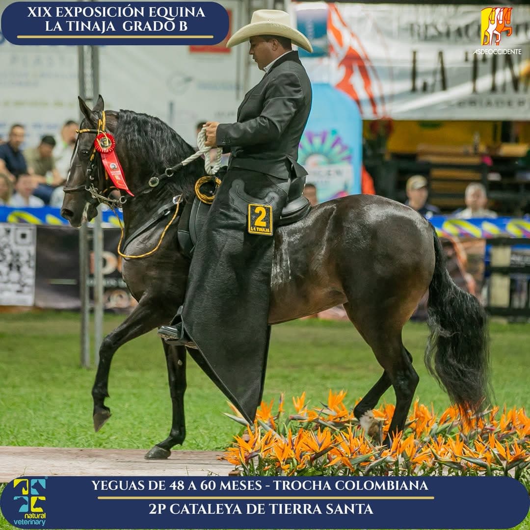 Cataleya de Tierra Santa