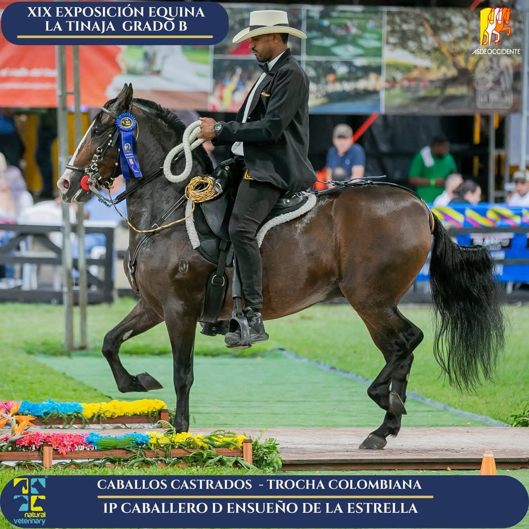 Caballero de Ensueño de la Estrella