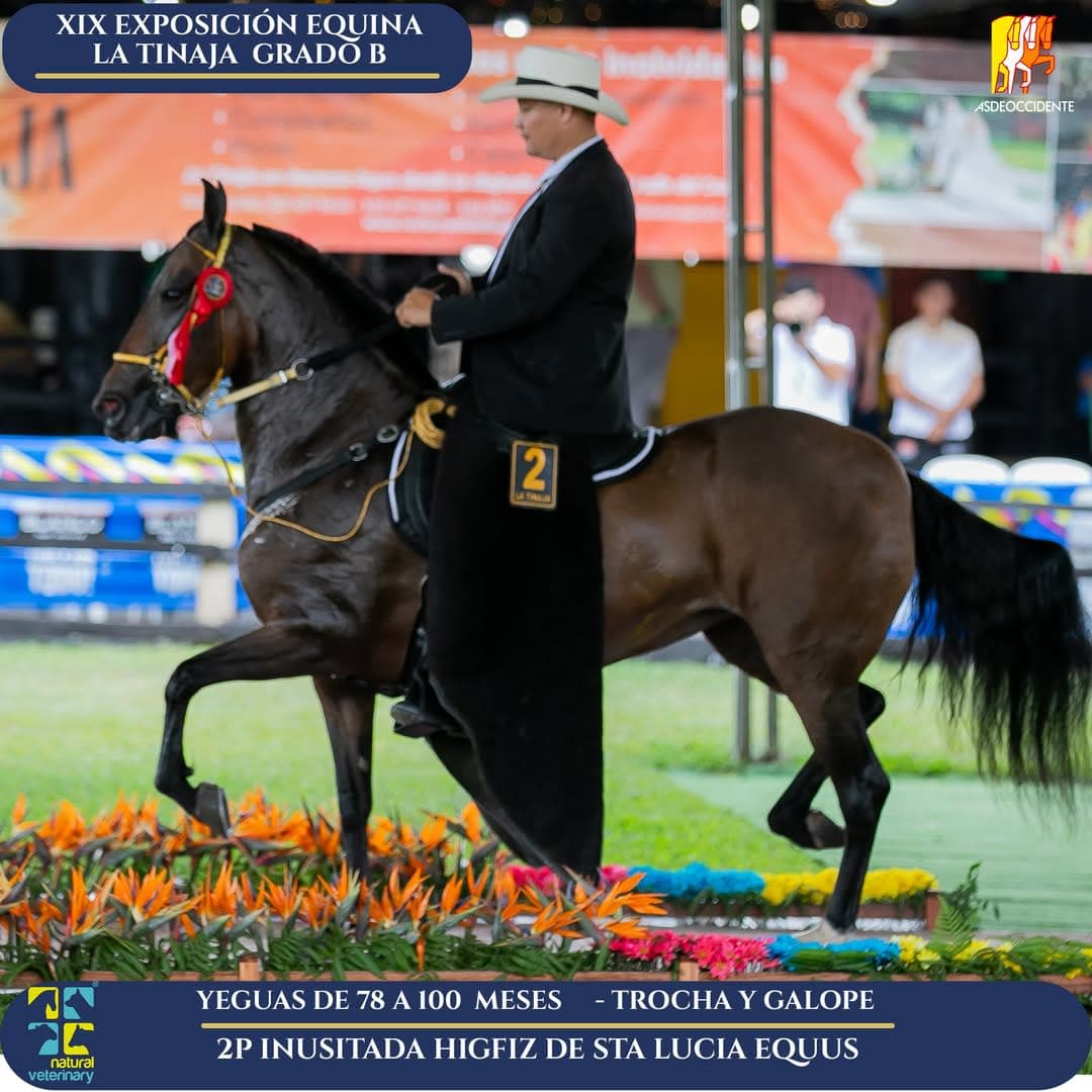 Inusitada Higfiz de Sta Lucia Equus