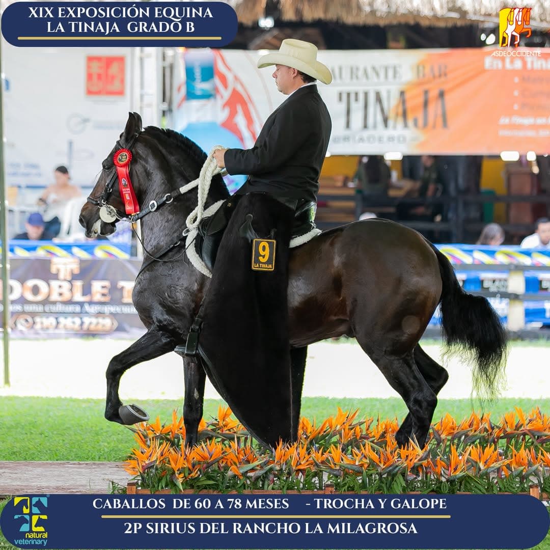 Sirius del Rancho la Milagrosa