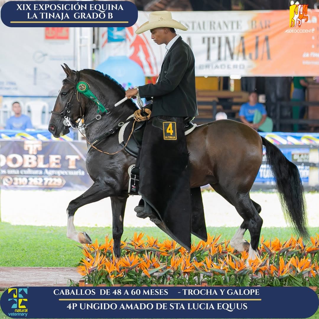 Ungido Amado de Sta Lucia Equus