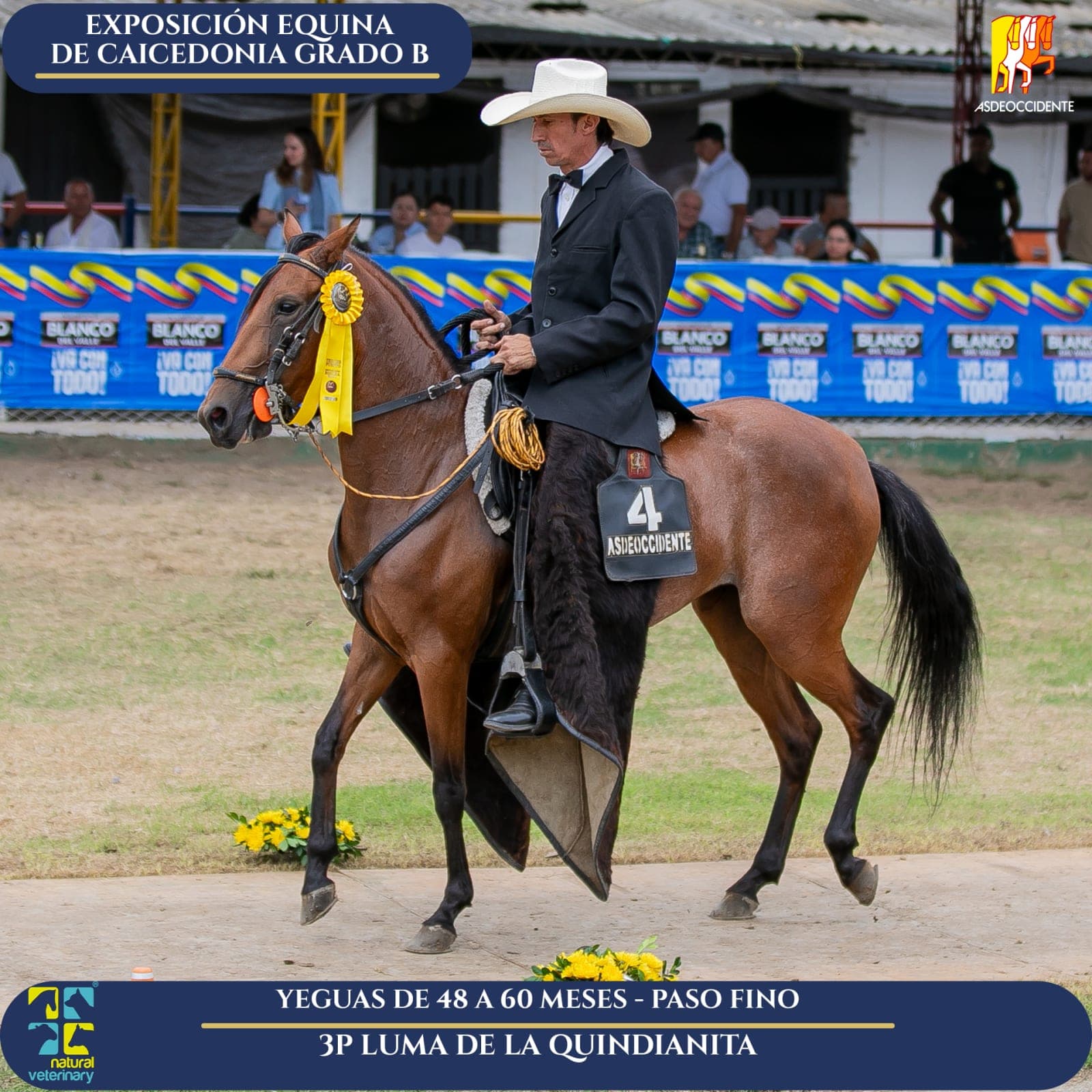 Foto de Luma de la Quindianita, Yegua, Criollo Colombiano, Paso Fino Colombiano (P4)