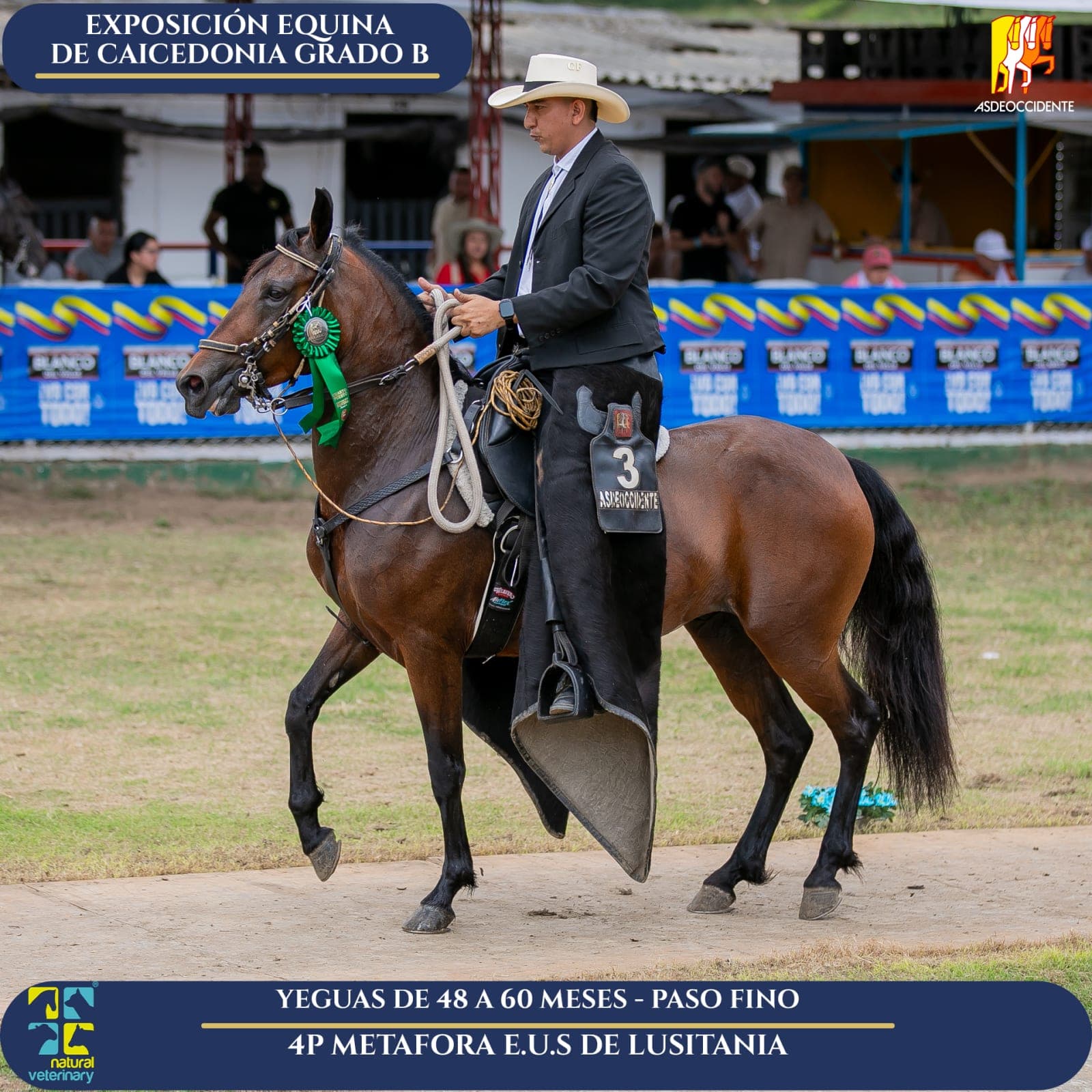 Foto de Metafora E.U.S de Lusitania, Yegua, Criollo Colombiano, Paso Fino Colombiano (P4)