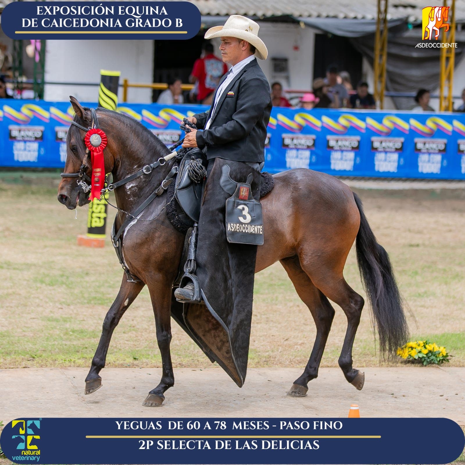Foto de Selecta de las Delicias, Yegua, Criollo Colombiano, Paso Fino Colombiano (P4)
