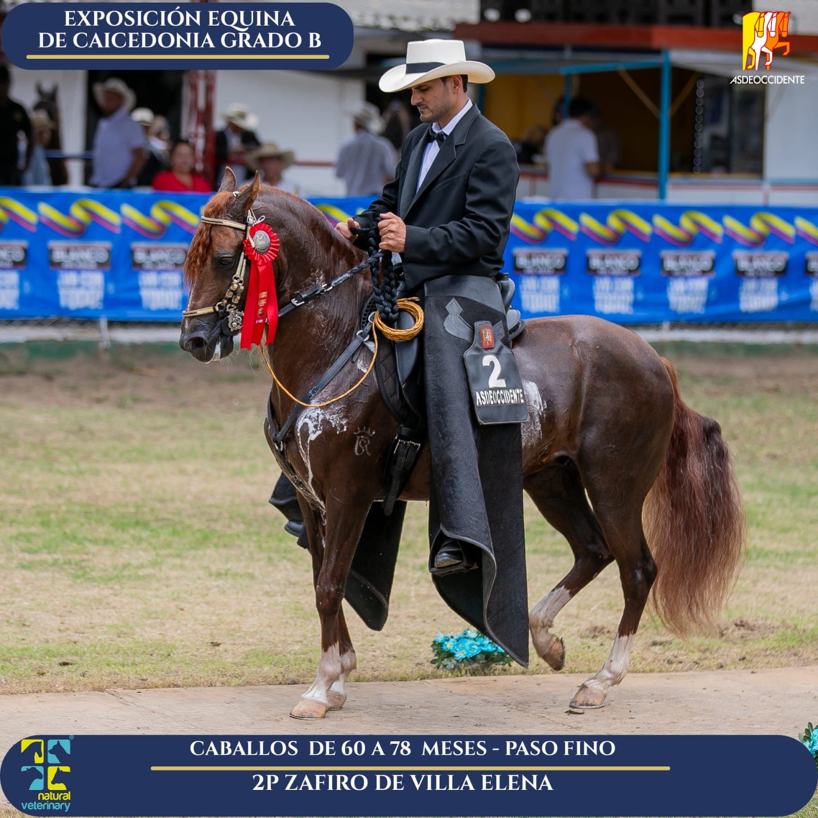 Foto de Zafiro de Villa Elena, Semental, Criollo Colombiano, Paso Fino Colombiano (P4)
