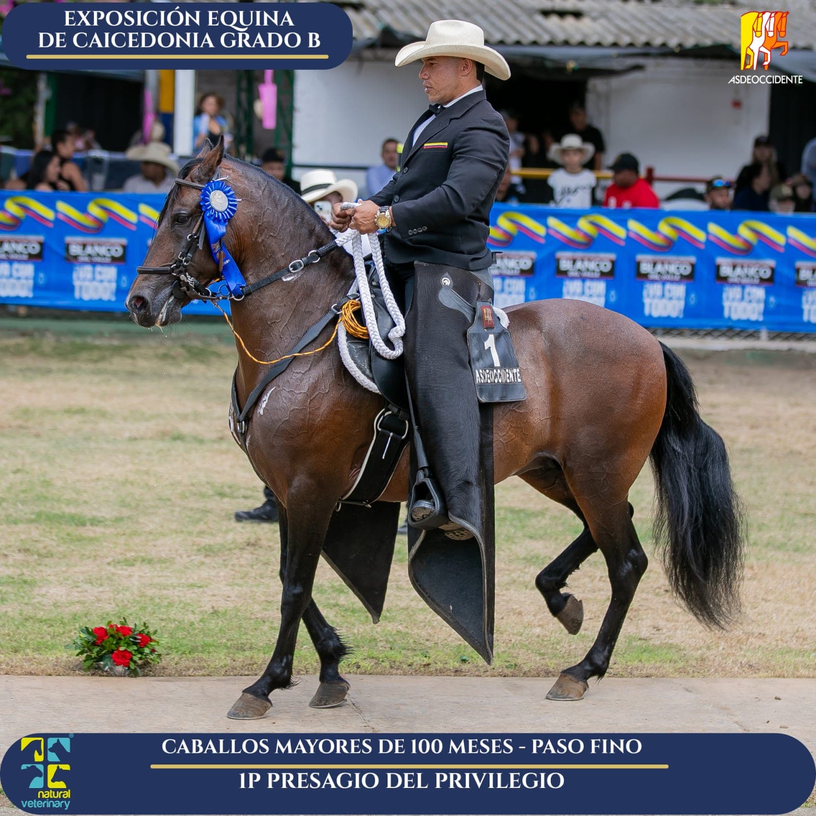 Foto de Presagio del Privilegio, Semental, Criollo Colombiano, Paso Fino Colombiano (P4)