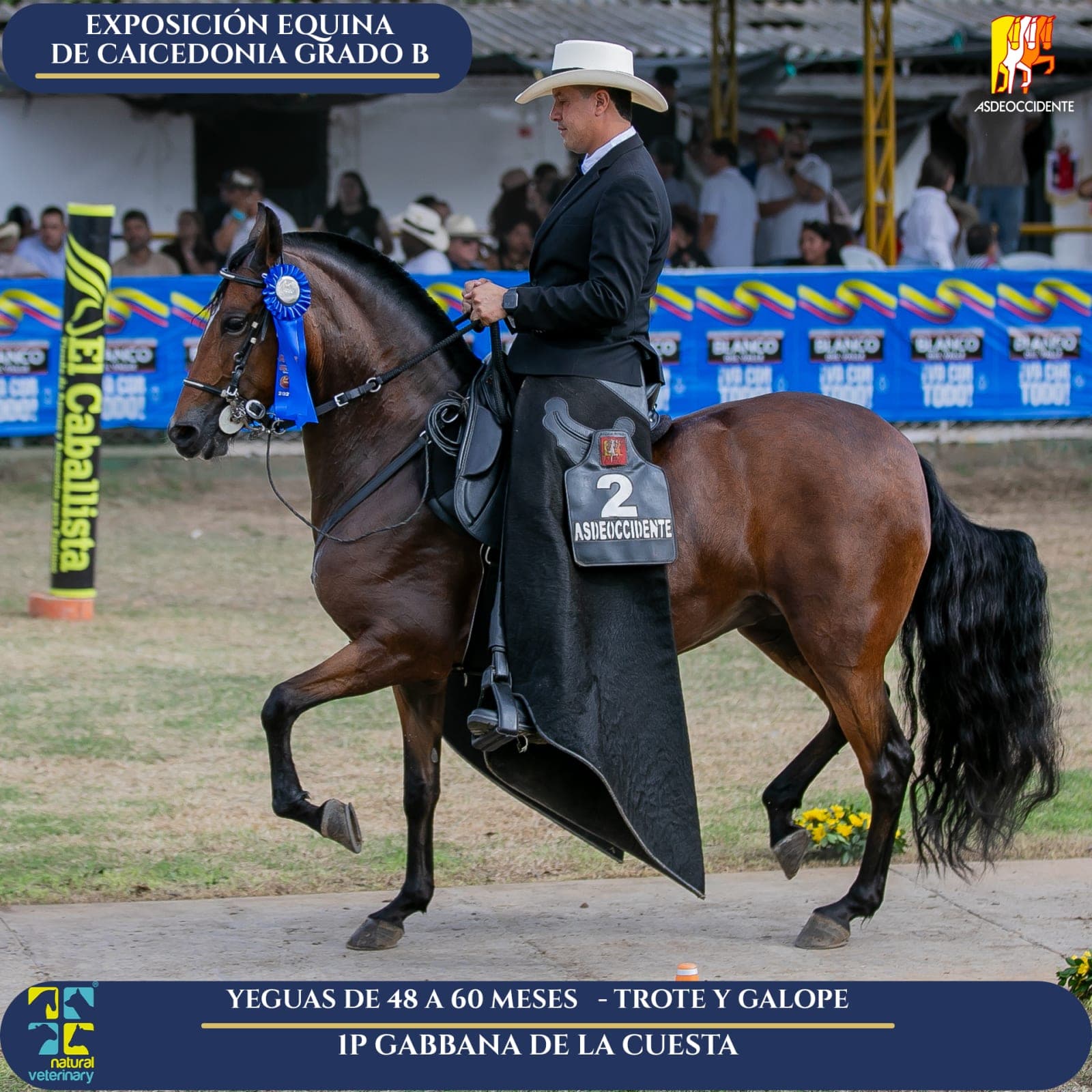 Foto de Gabbana de la Cuesta, Yegua, Criollo Colombiano, Trote y Galope (P1)