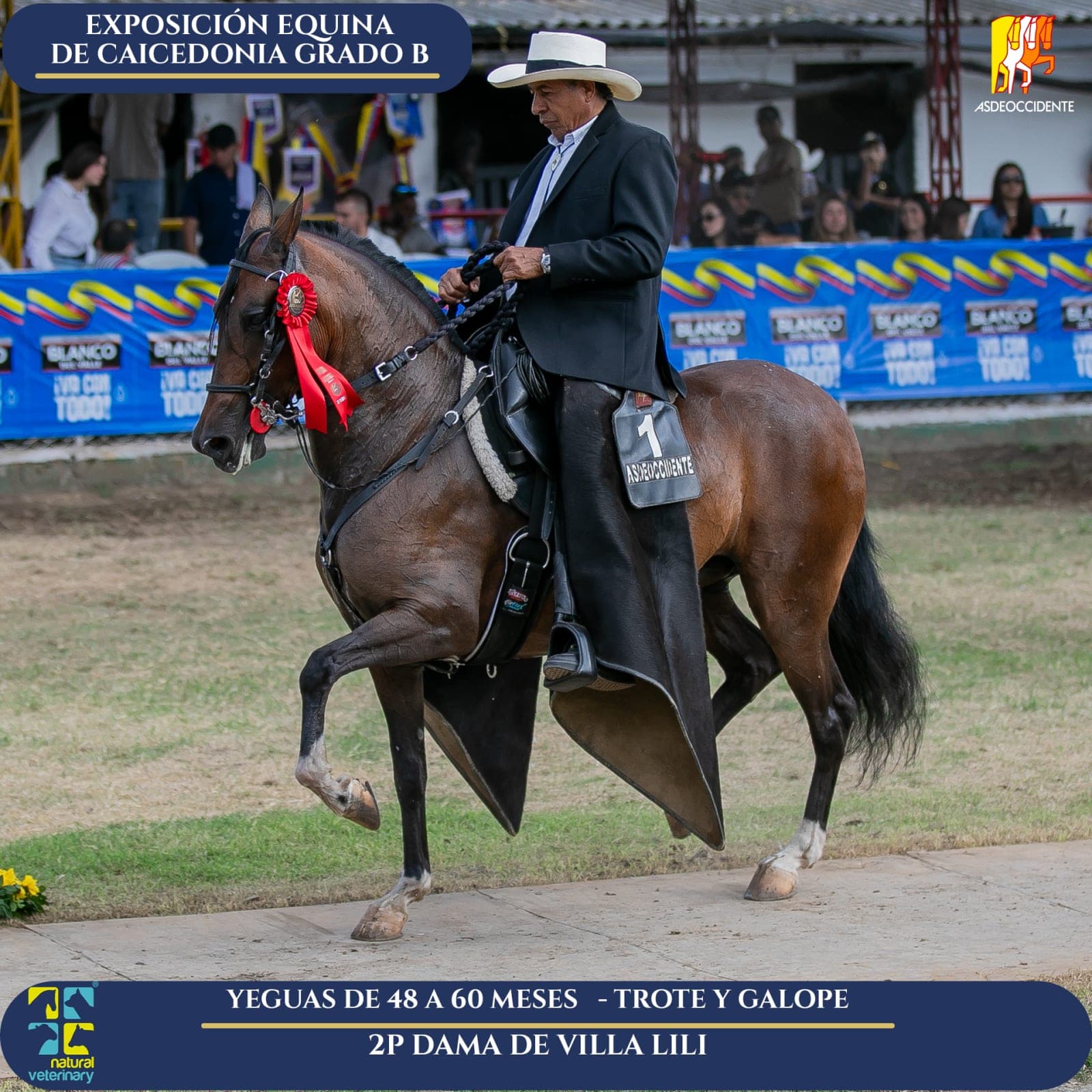 Foto de Dama de Villa Lili, Yegua, Criollo Colombiano, Trote y Galope (P1)