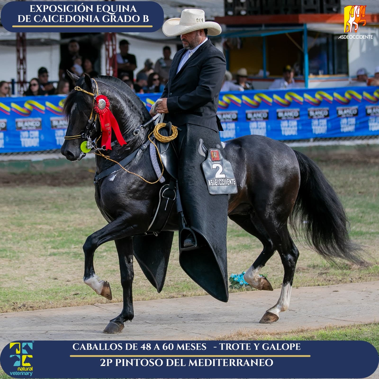 Foto de Pintoso del Mediterraneo, Semental, Criollo Colombiano, Trote y Galope (P1)