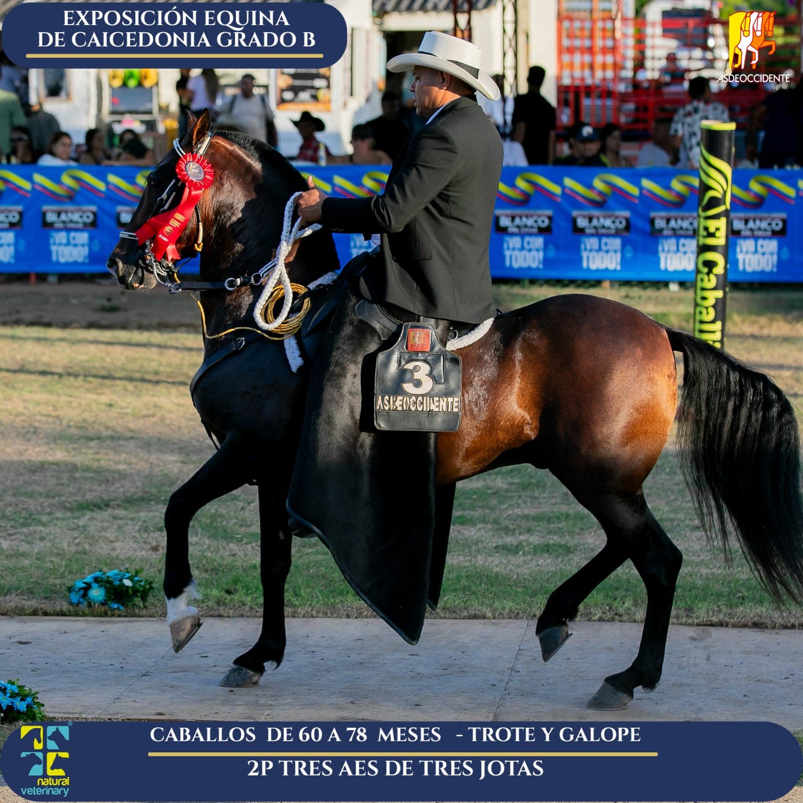 Foto de Tres Aes de Tres Jotas, Semental, Criollo Colombiano, Trote y Galope (P1)