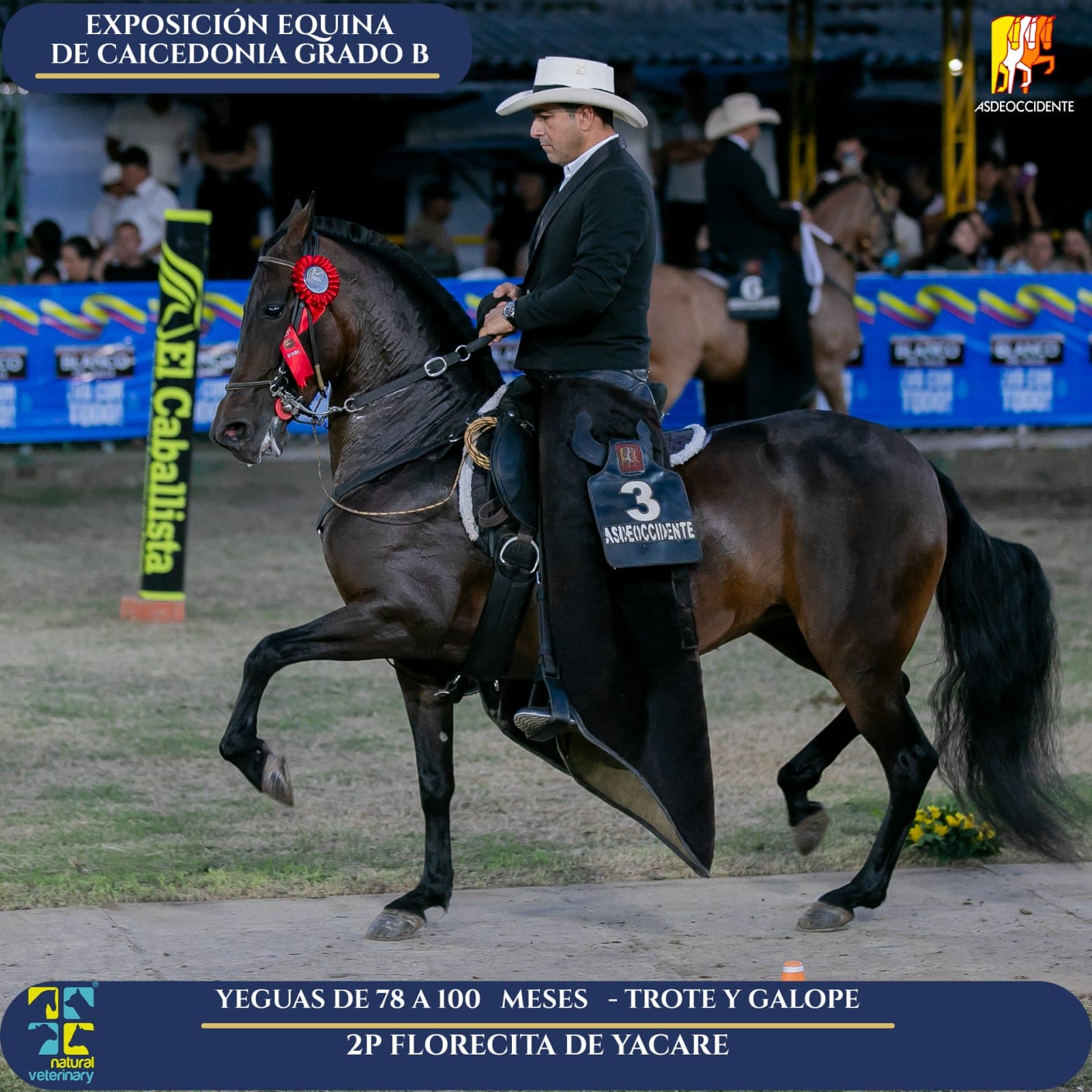 Foto de Florecita de Yacare, Yegua, Criollo Colombiano, Trote y Galope (P1)