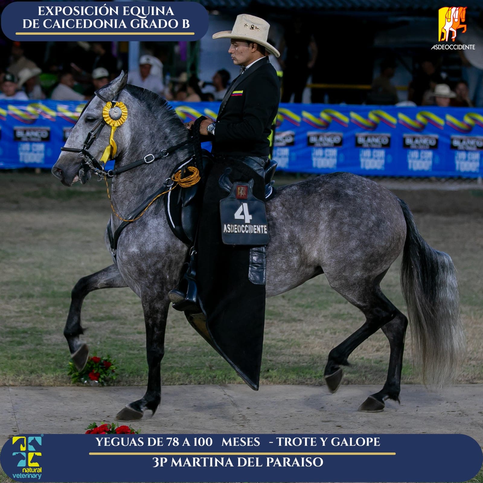 Foto de Martina del Paraiso, Yegua, Criollo Colombiano, Trote y Galope (P1)