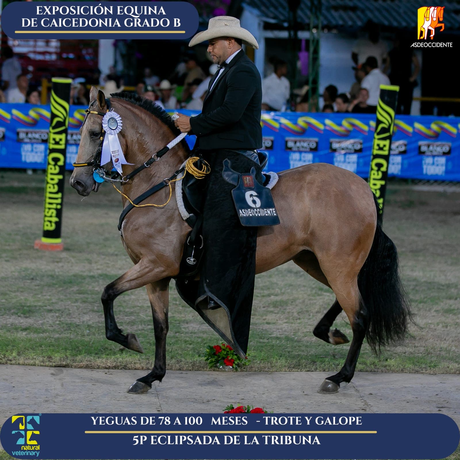 Foto de Eclipsada de la Tribuna, Yegua, Criollo Colombiano, Trote y Galope (P1)