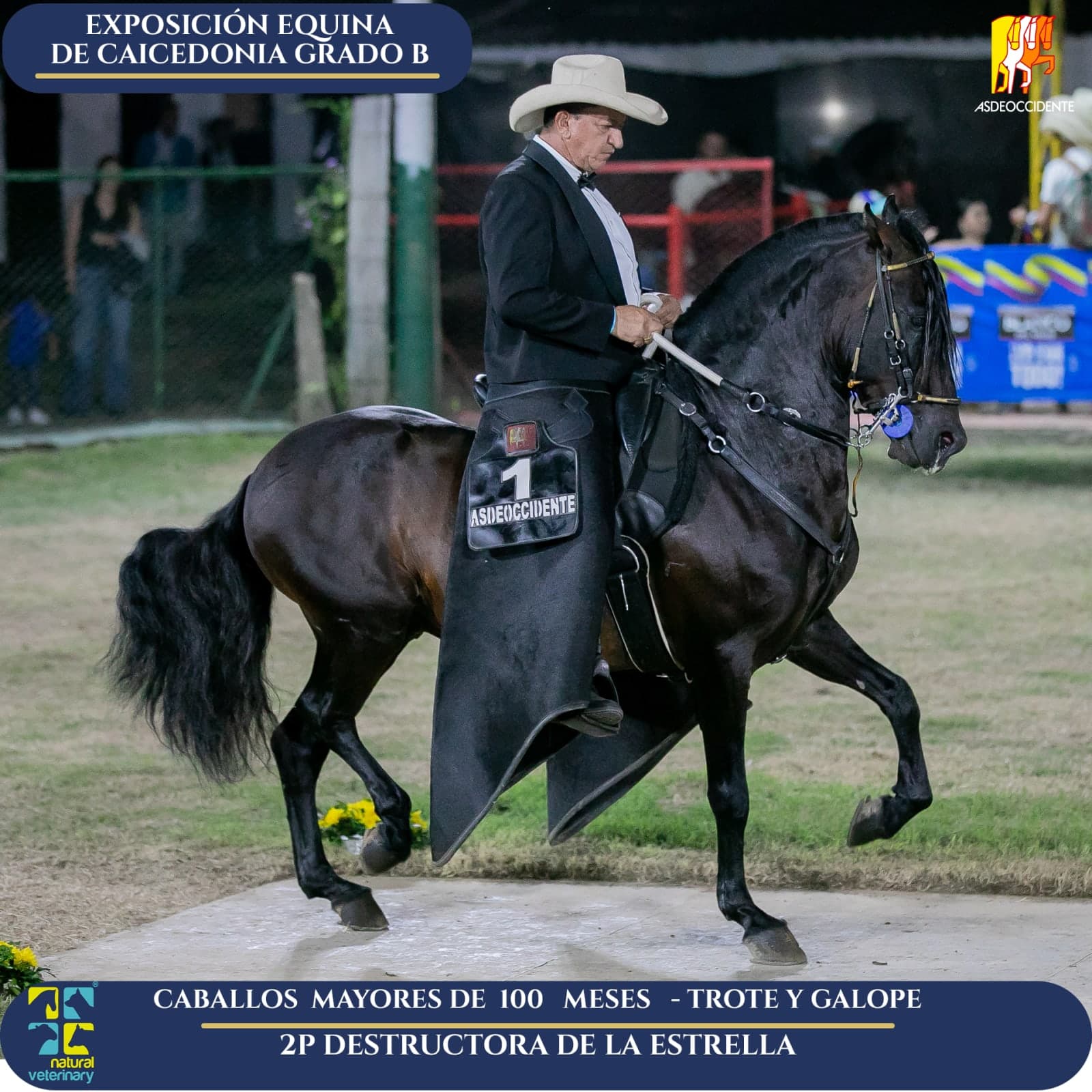 Foto de Destructora de la Estrella, Semental, Criollo Colombiano, Trote y Galope (P1)