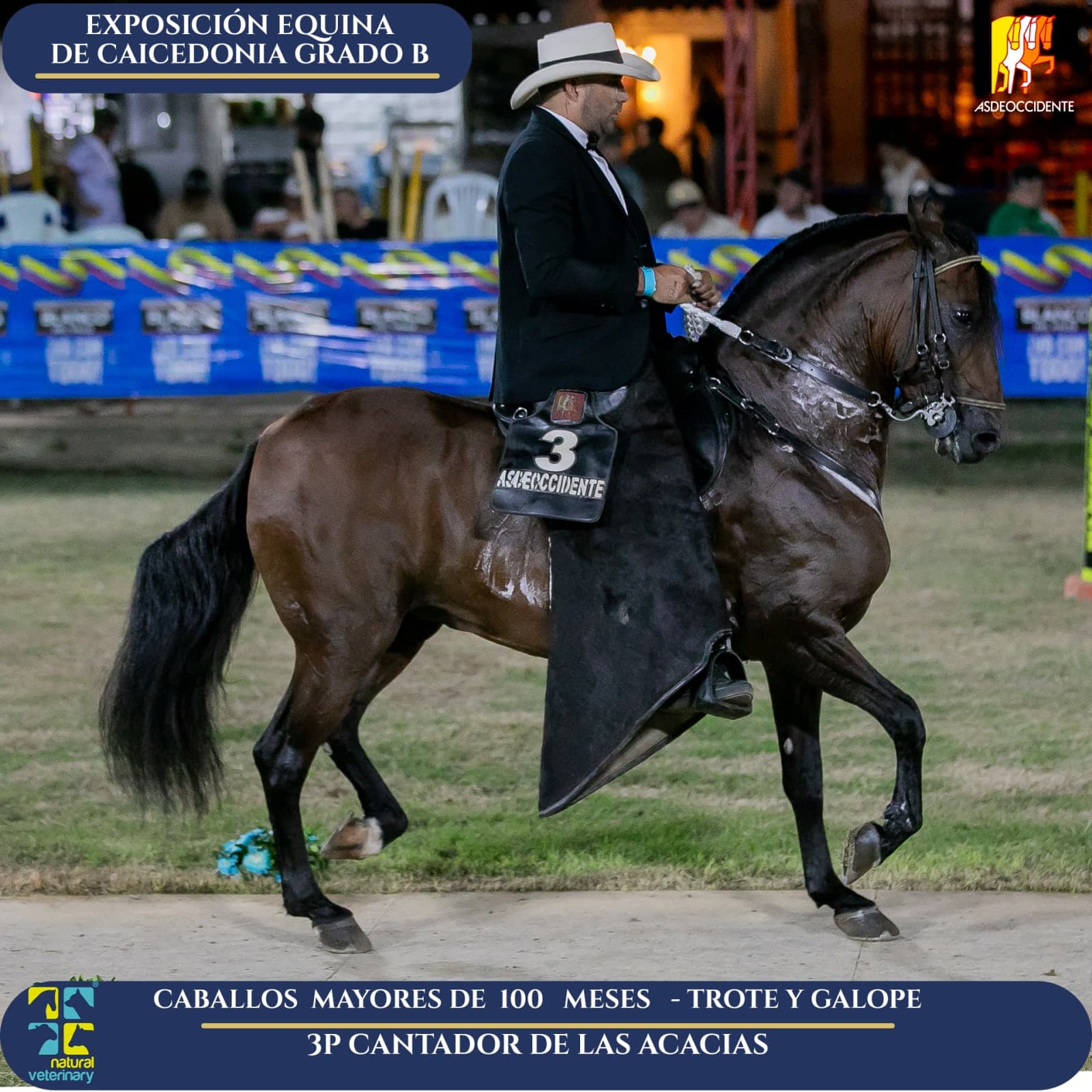 Foto de Cantador de las Acacias, Semental, Criollo Colombiano, Trote y Galope (P1)