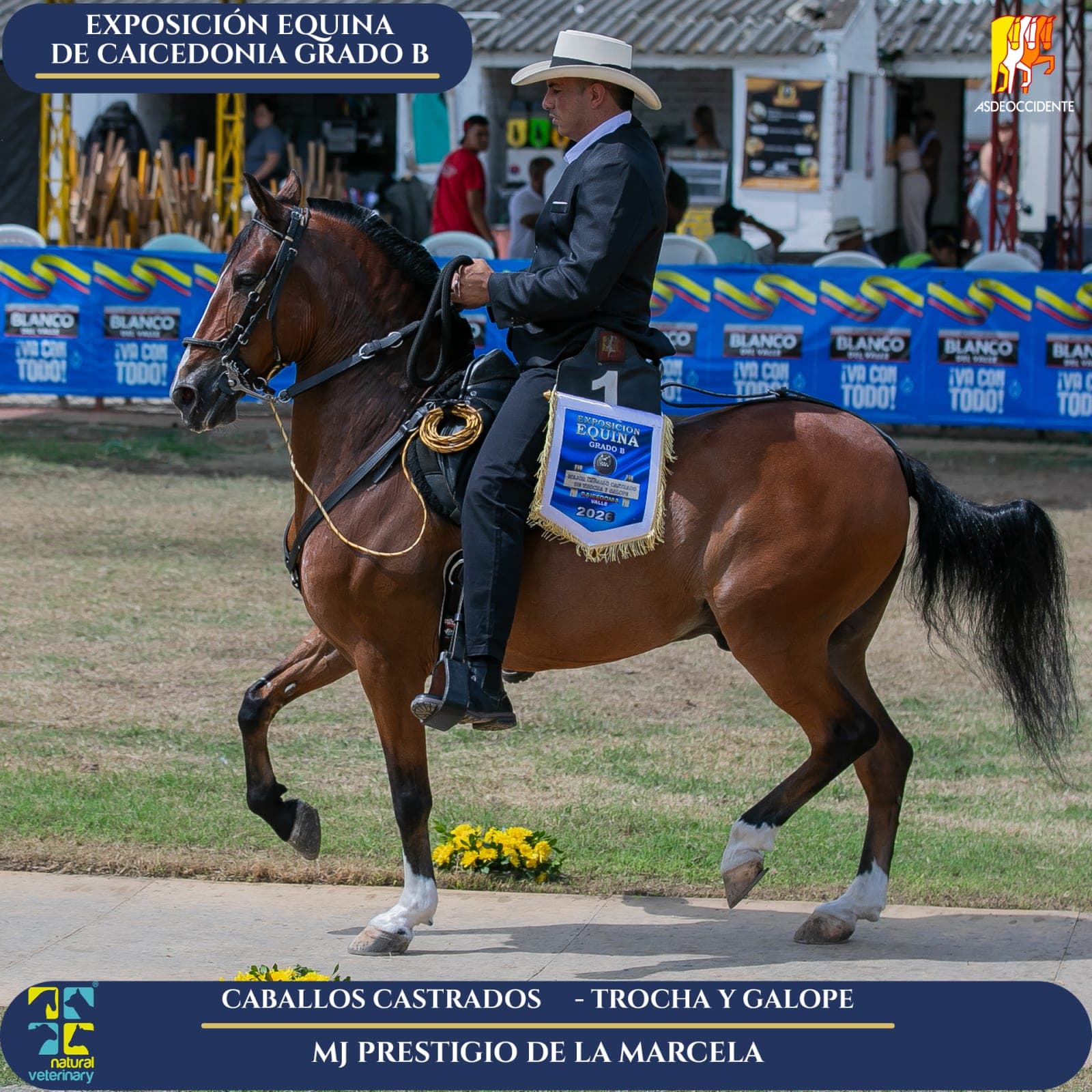 Foto de Prestigio de la Marcela, Castrado, Criollo Colombiano, Trocha y Galope (P2)