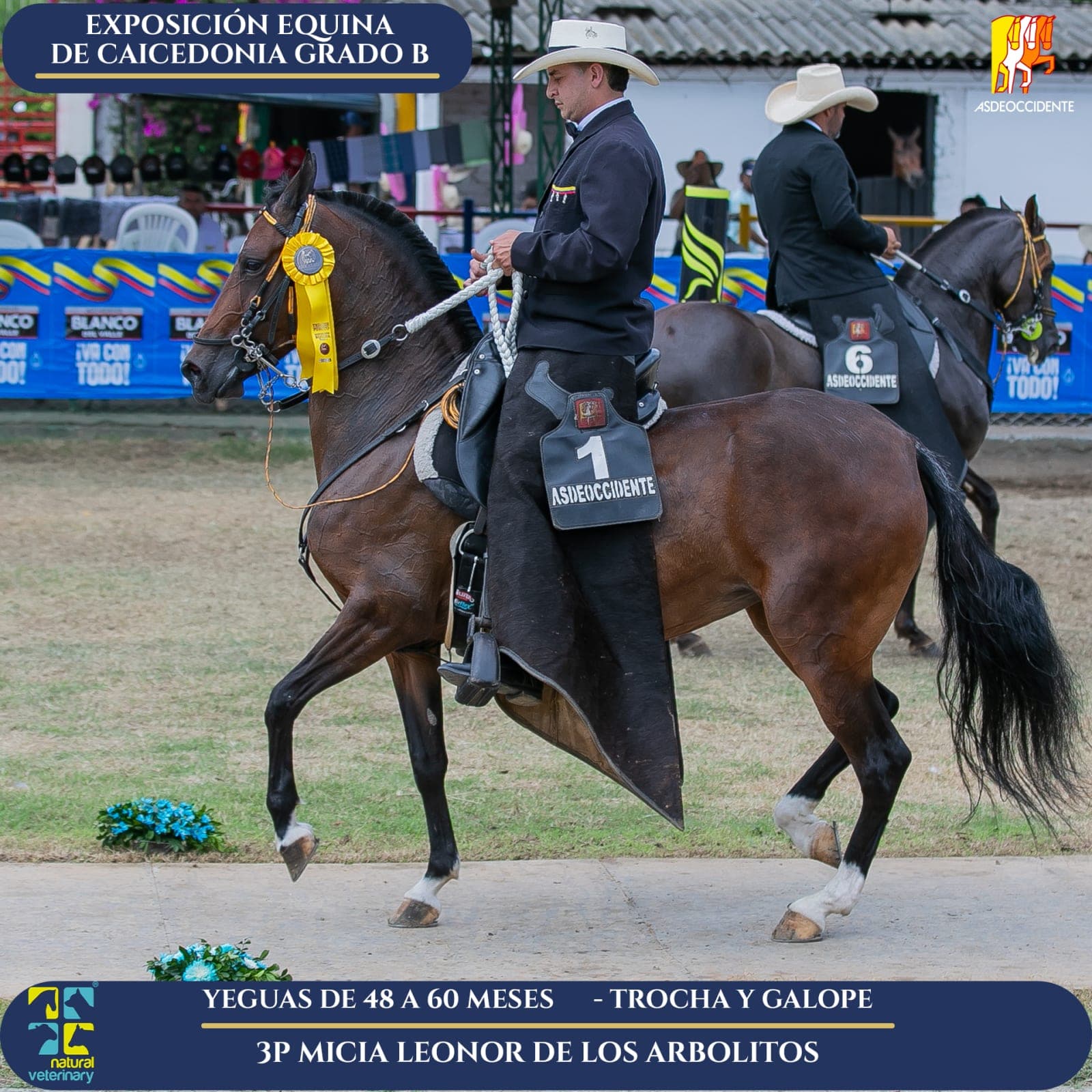 Foto de Micia Leonor de los Arbolitos, Yegua, Criollo Colombiano, Trocha y Galope (P2)