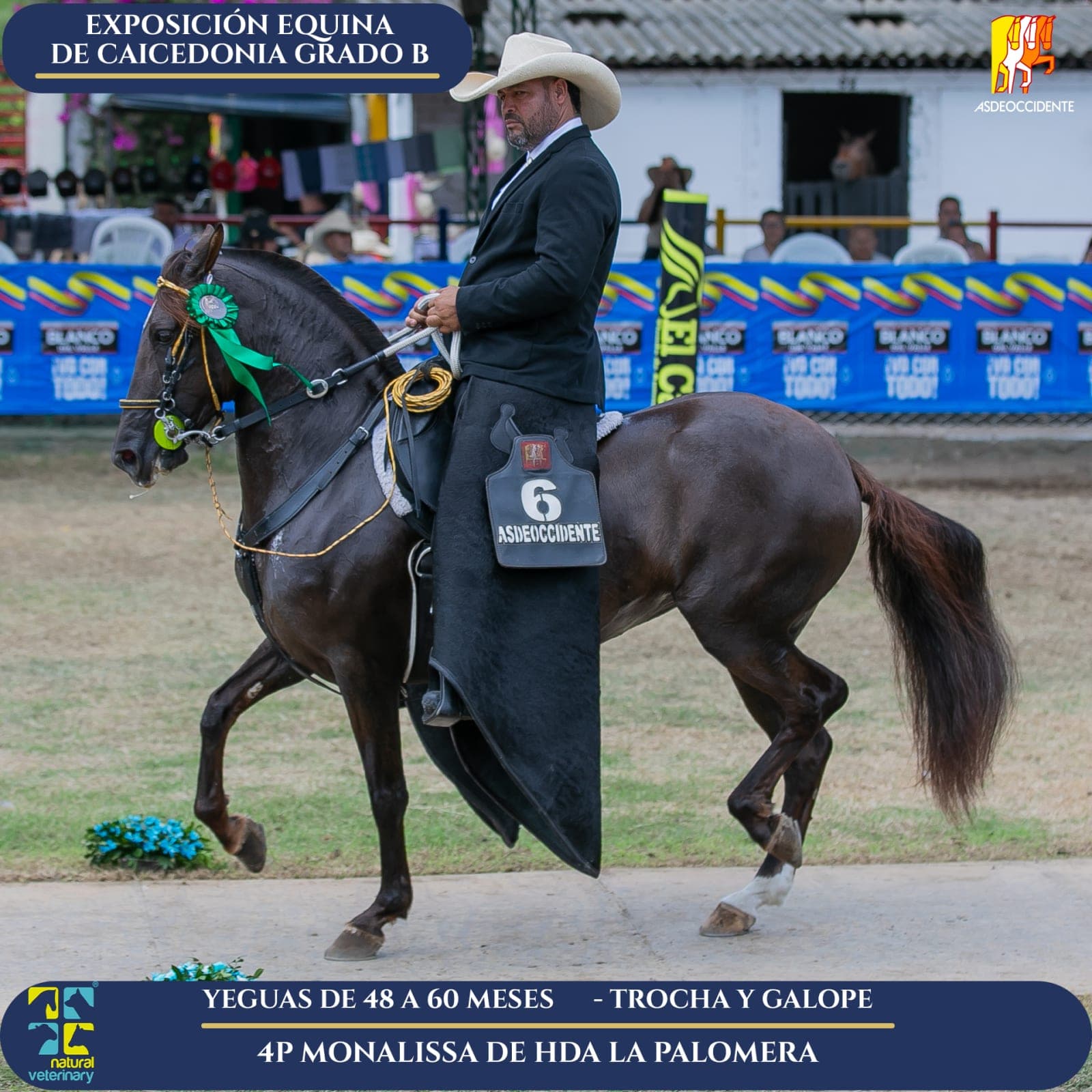 Foto de Monalissa de Hda la Palomera, Yegua, Criollo Colombiano, Trocha y Galope (P2)