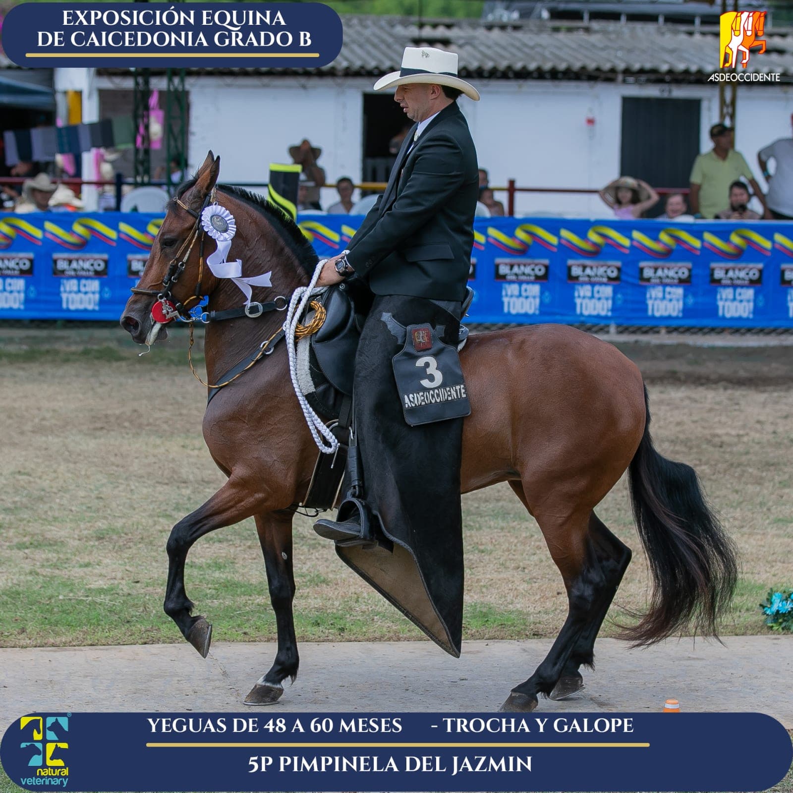 Foto de Pimpinela del Jazmin, Yegua, Criollo Colombiano, Trocha y Galope (P2)