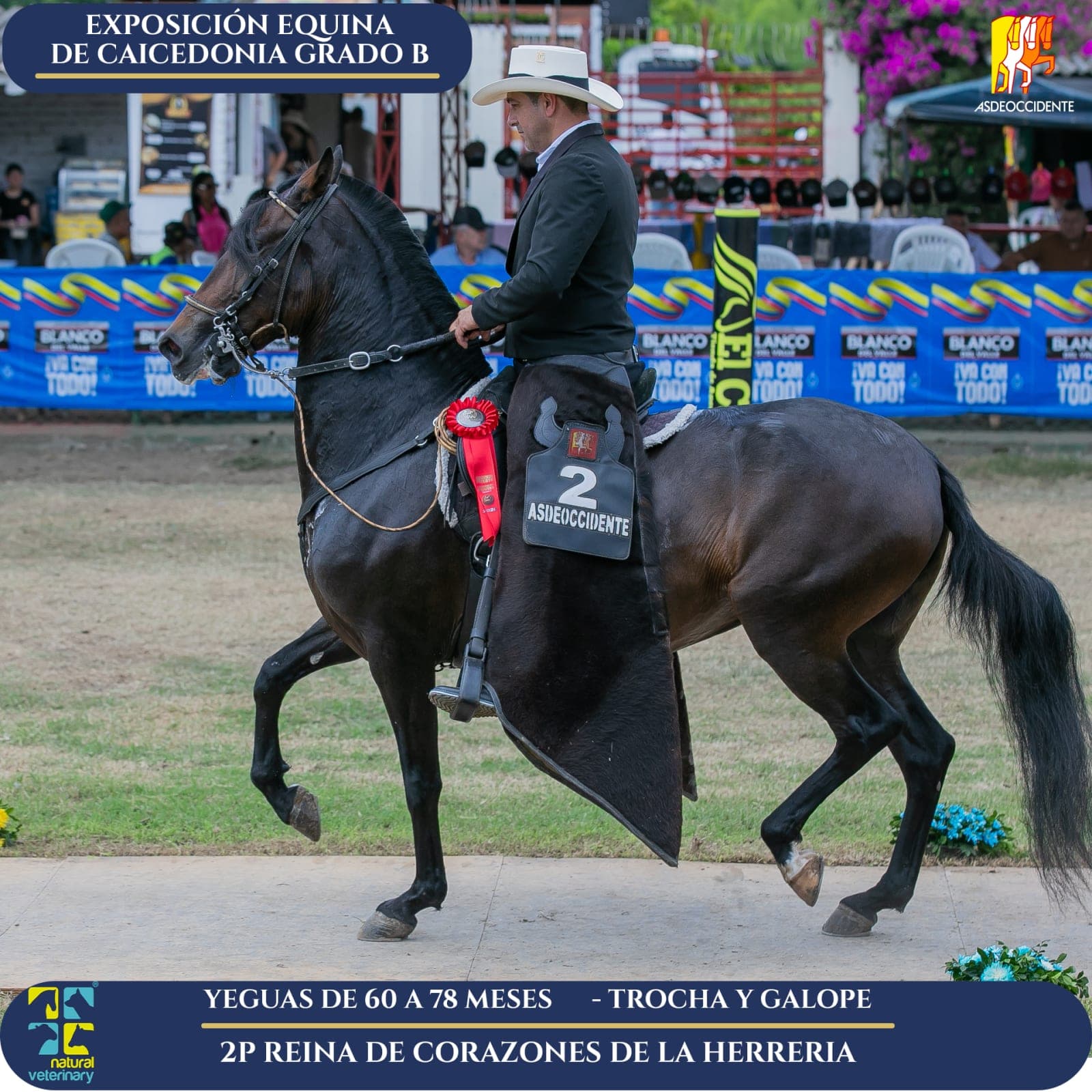 Foto de Reina de Corazones de la Herreria, Yegua, Criollo Colombiano, Trocha y Galope (P2)