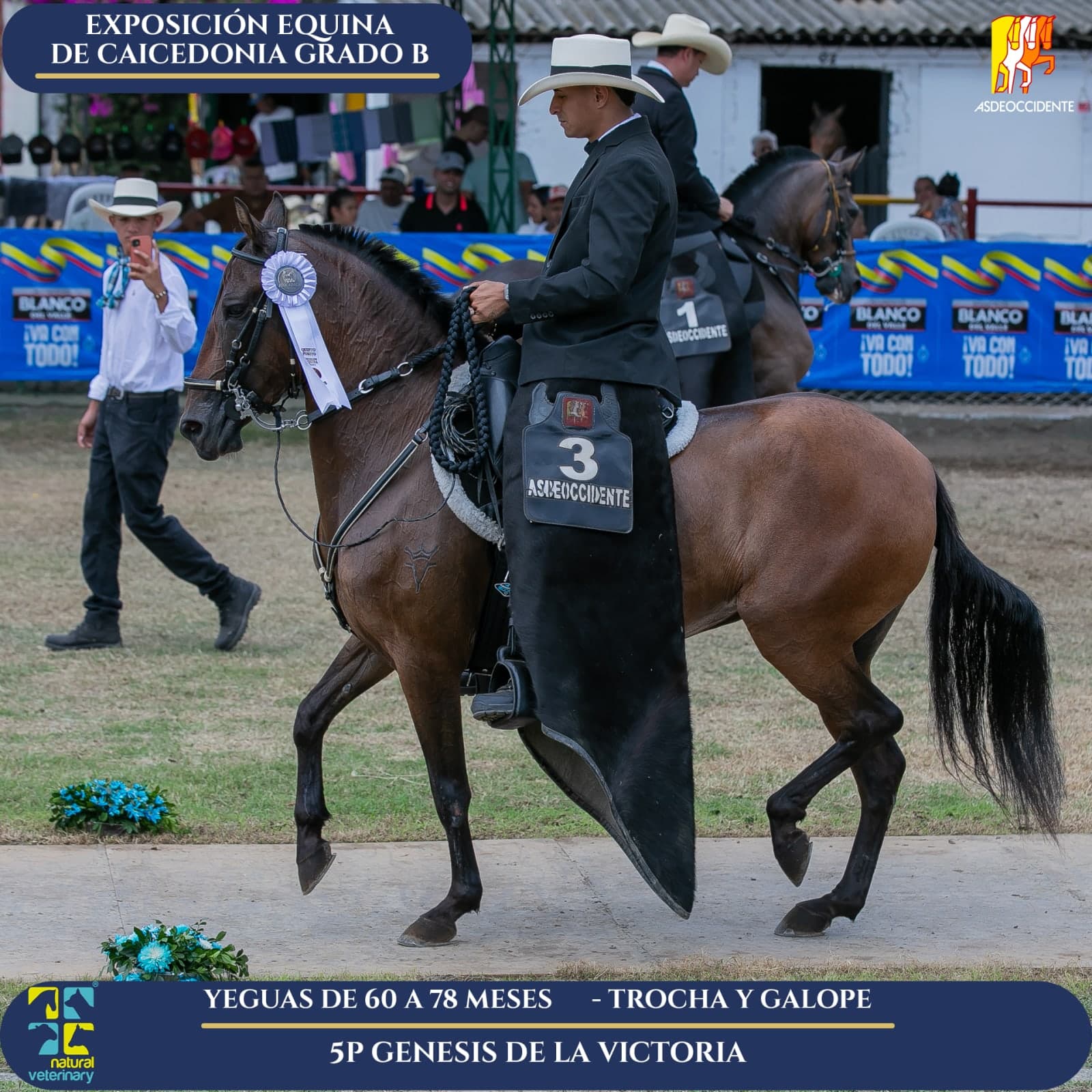 Foto de Genesis de la Victoria, Yegua, Criollo Colombiano, Trocha y Galope (P2)