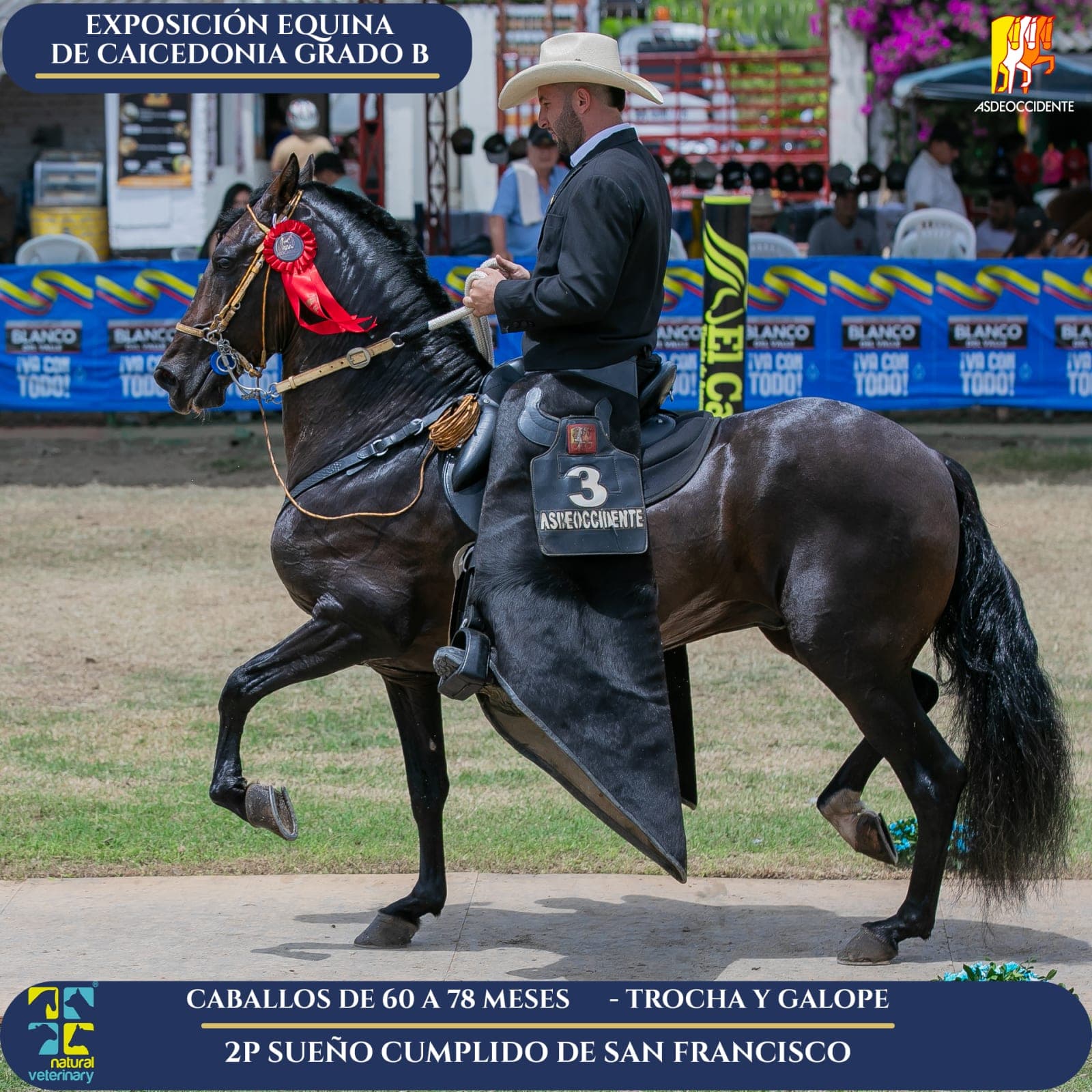 Foto de Sueño Cumplido de San Francisco, Semental, Criollo Colombiano, Trocha y Galope (P2)