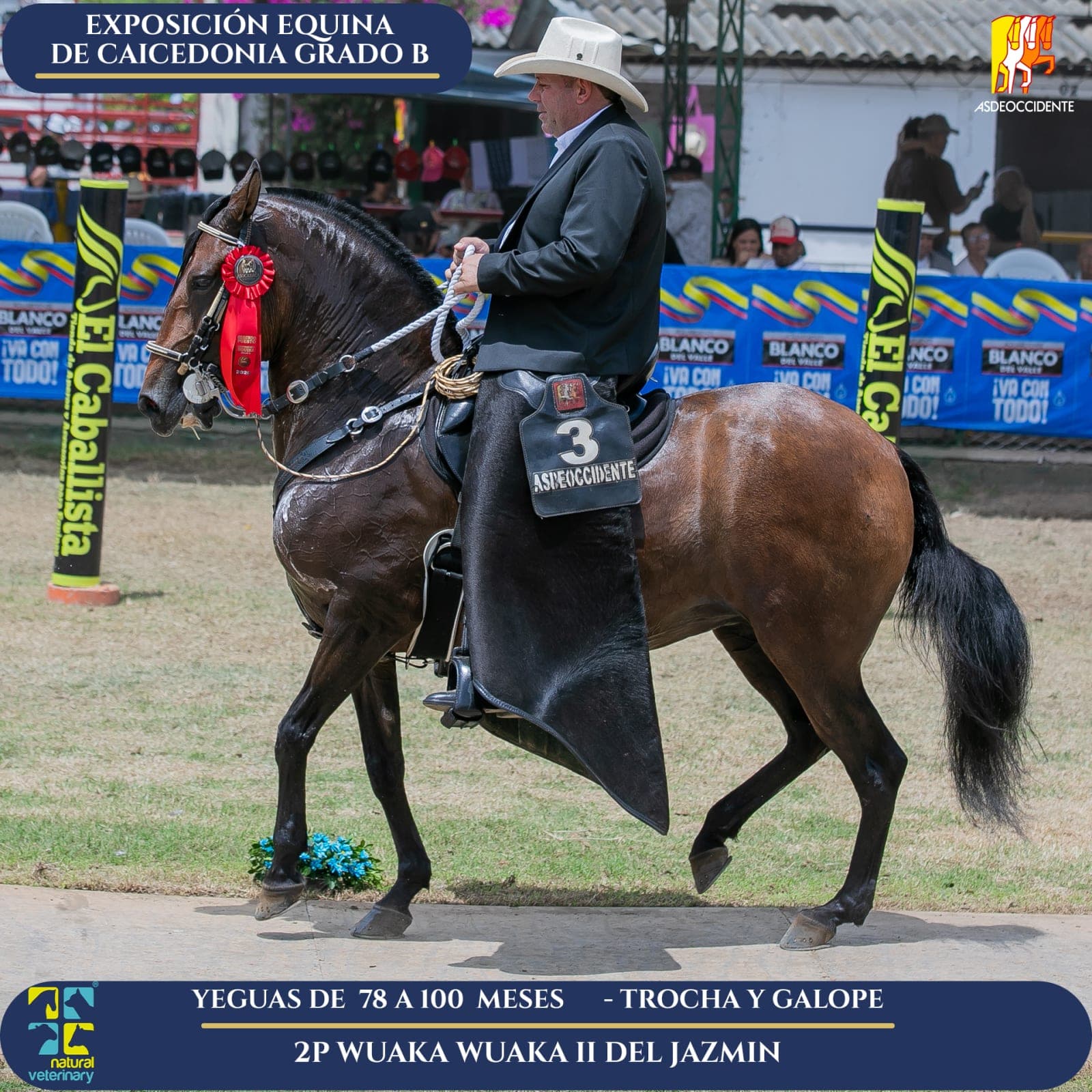 Foto de Wuaka Wuaka II del Jazmin, Yegua, Criollo Colombiano, Trocha y Galope (P2)