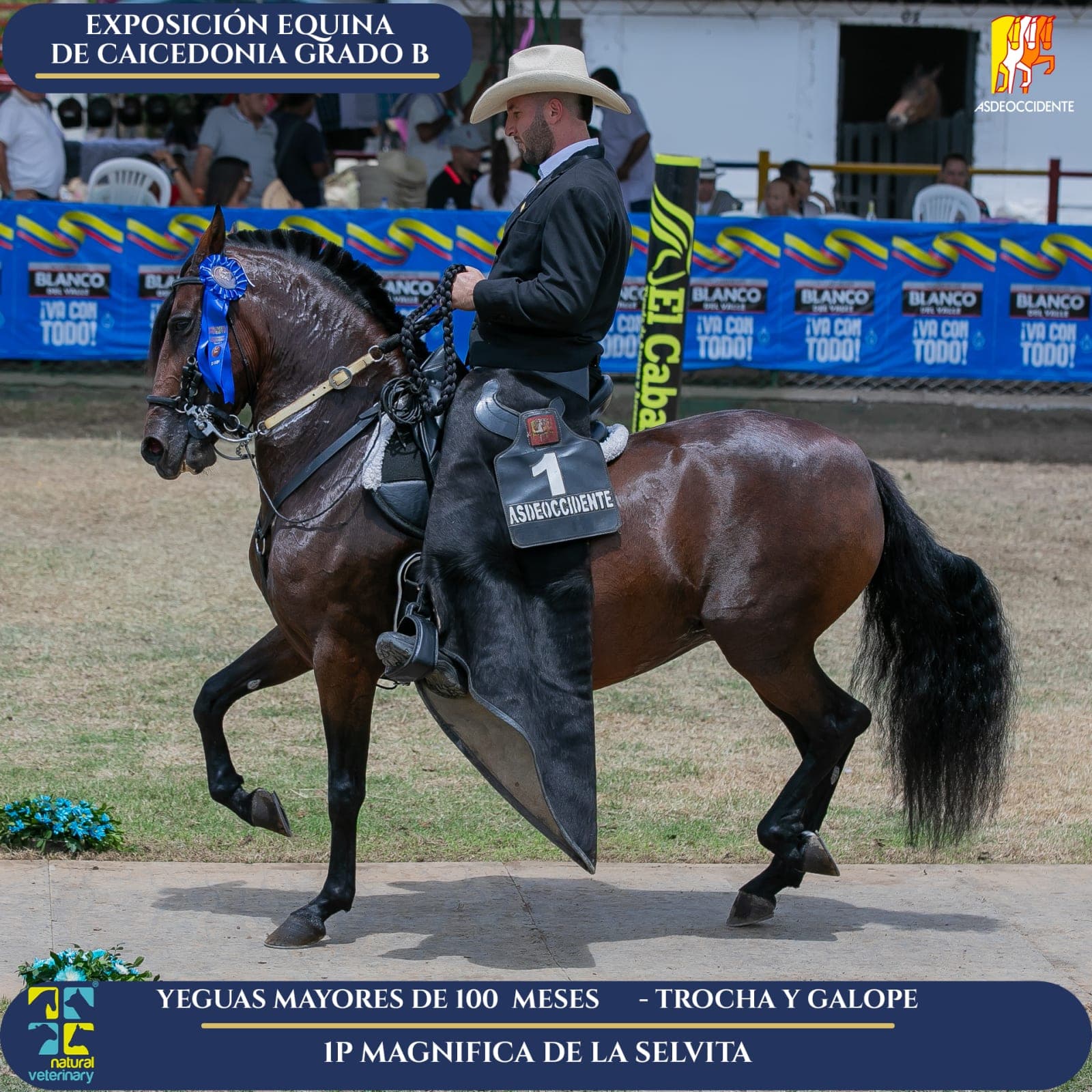 Foto de Magnifica de la Selvita, Yegua, Criollo Colombiano, Trocha y Galope (P2)