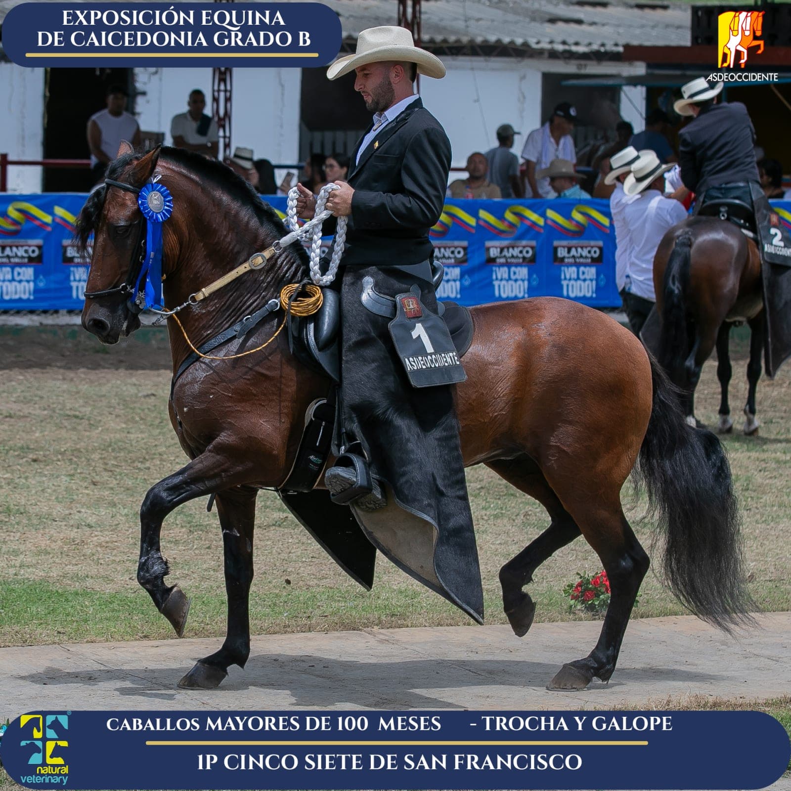 Foto de Cinco Siete de San Francisco, Semental, Criollo Colombiano, Trocha y Galope (P2)