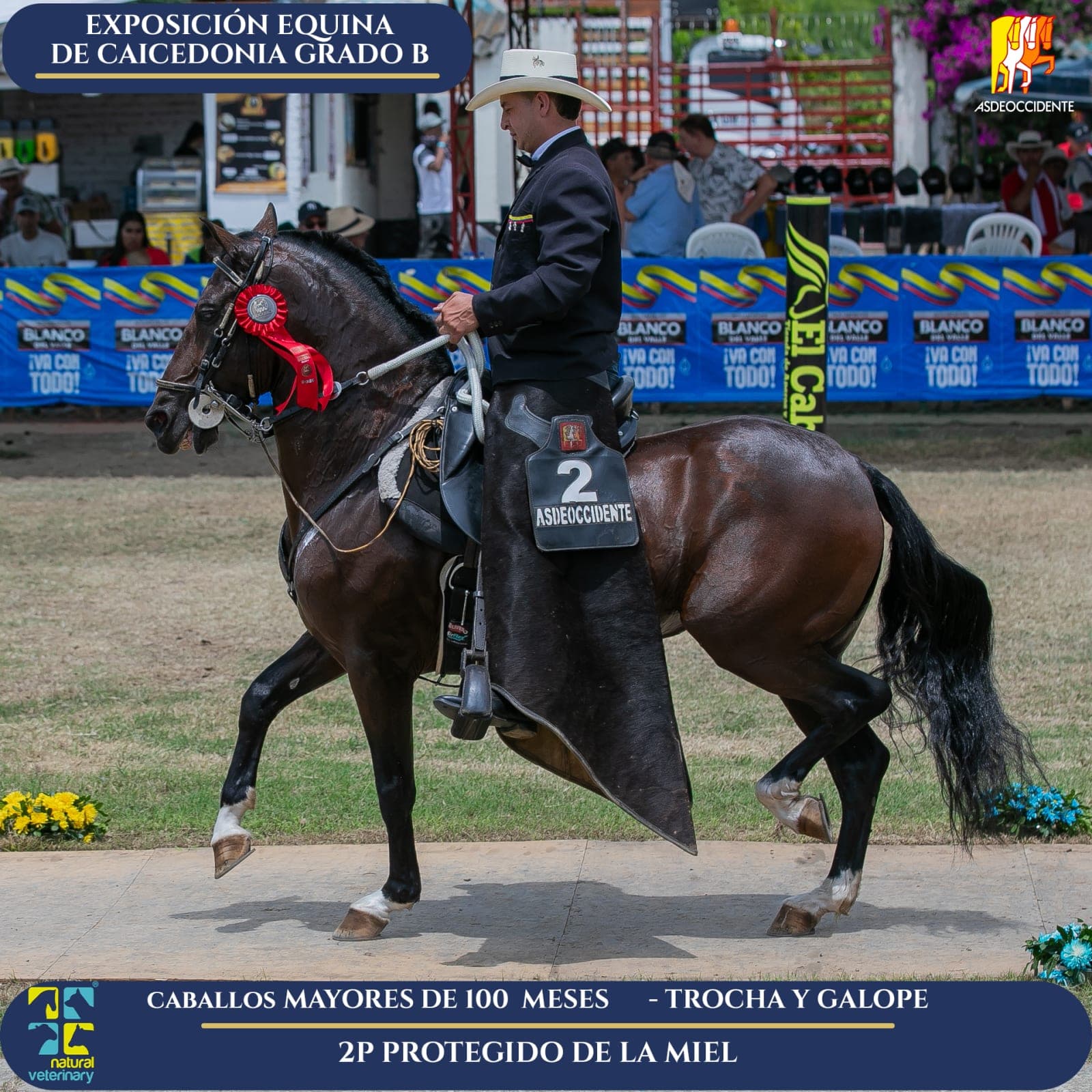 Foto de Protegido de la Miel, Semental, Criollo Colombiano, Trocha y Galope (P2)