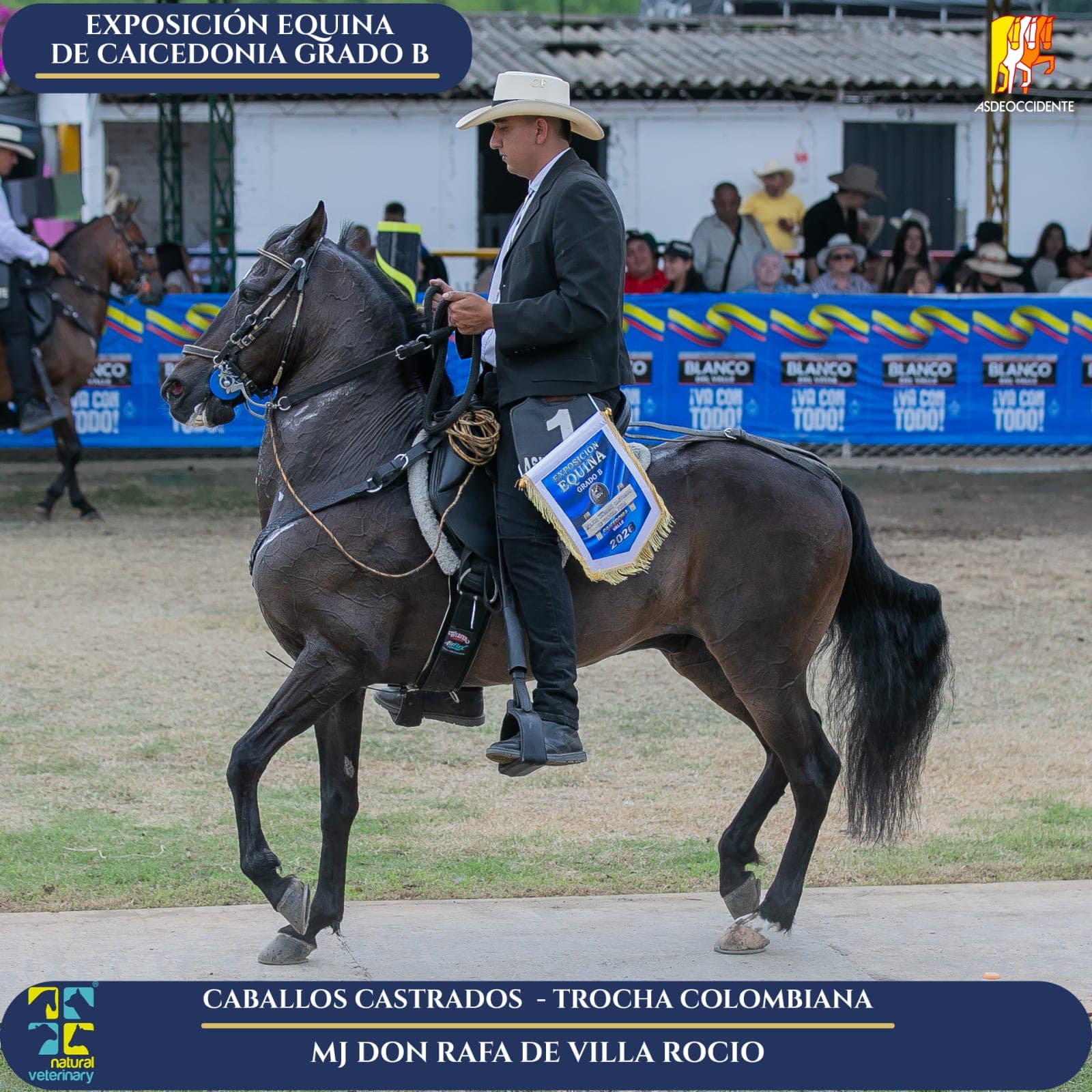 Foto de Don Rafa de Villa Rocio, Castrado, Criollo Colombiano, Trocha Pura Colombiana (P3)