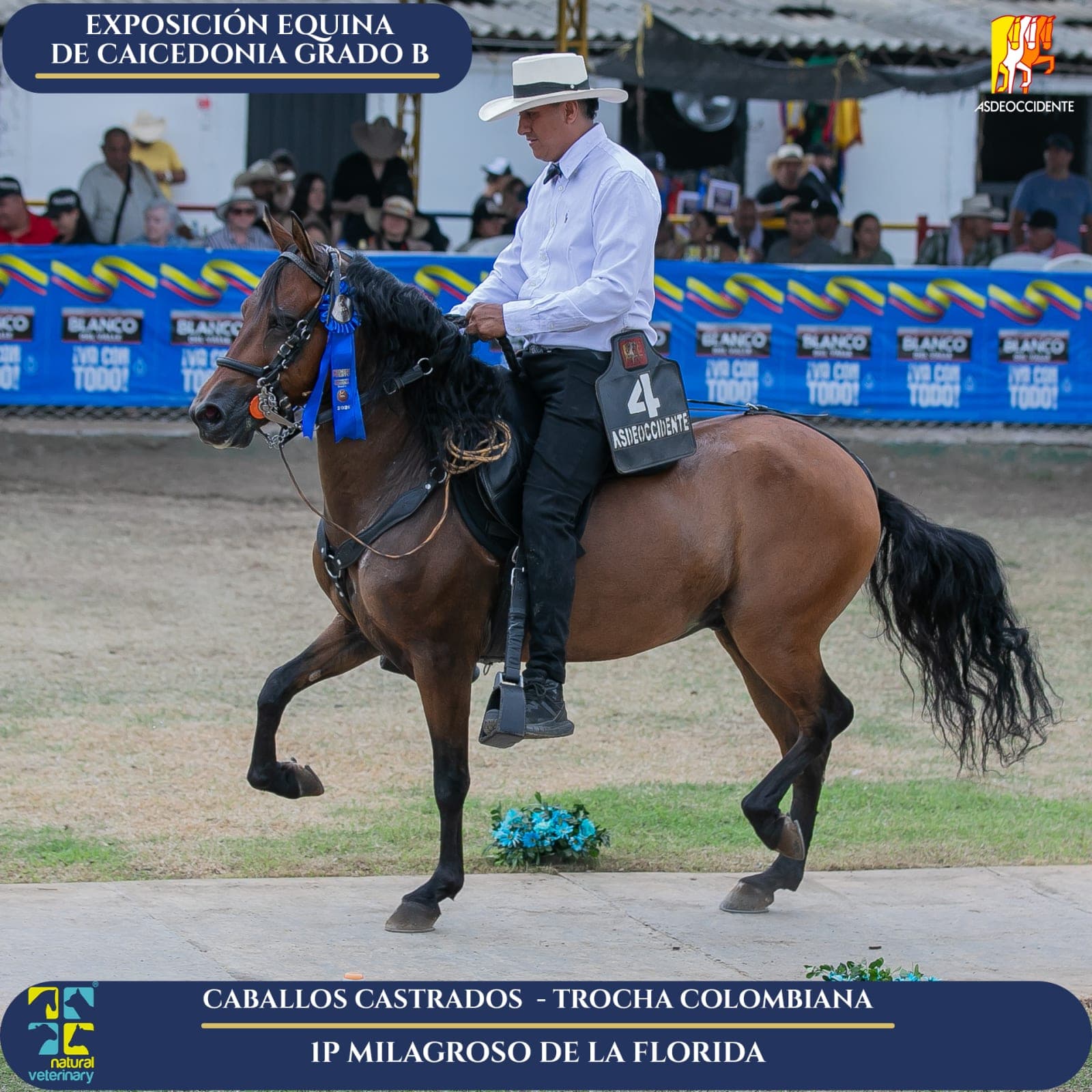 Foto de Milagroso de la Florida, Castrado, Criollo Colombiano, Trocha Pura Colombiana (P3)