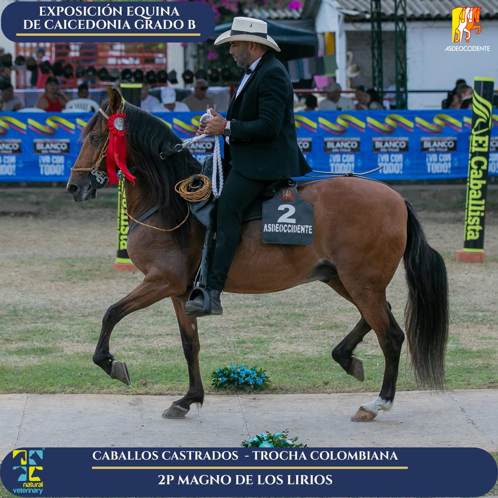 Foto de Magno de los Lirios, Castrado, Criollo Colombiano, Trocha Pura Colombiana (P3)