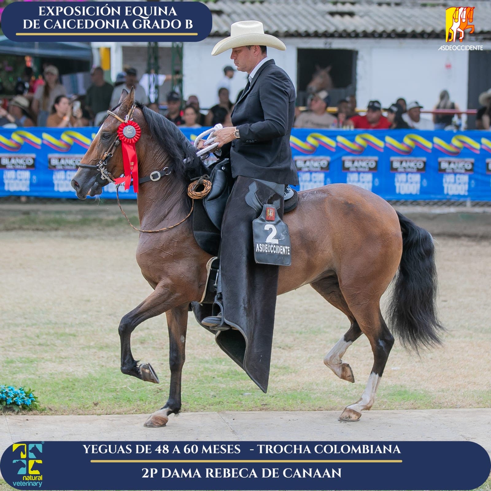Foto de Dama Rebeca de Canaan, Yegua, Criollo Colombiano, Trocha Pura Colombiana (P3)