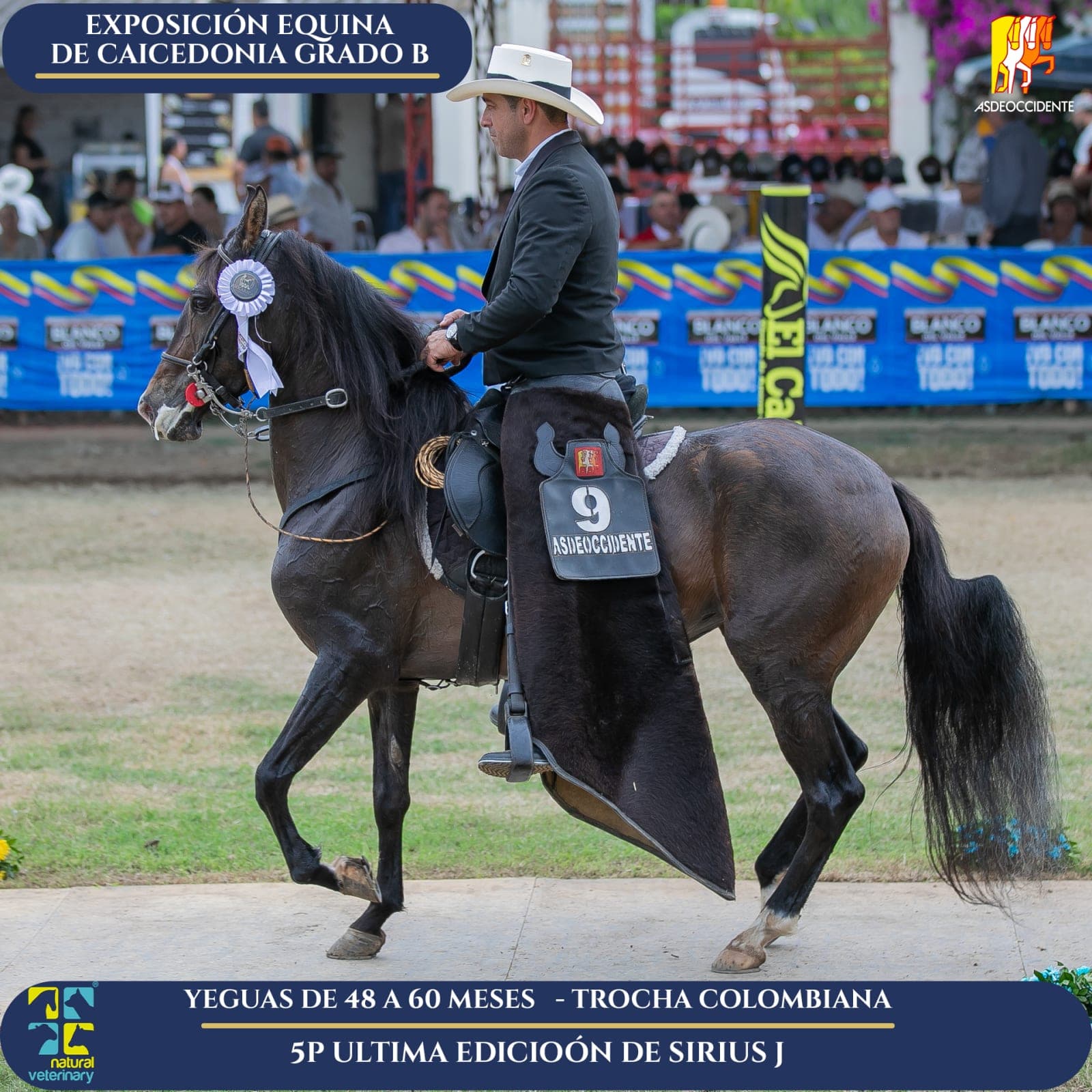 Foto de Ultima Edición de Sirius J, Yegua, Criollo Colombiano, Trocha Pura Colombiana (P3)