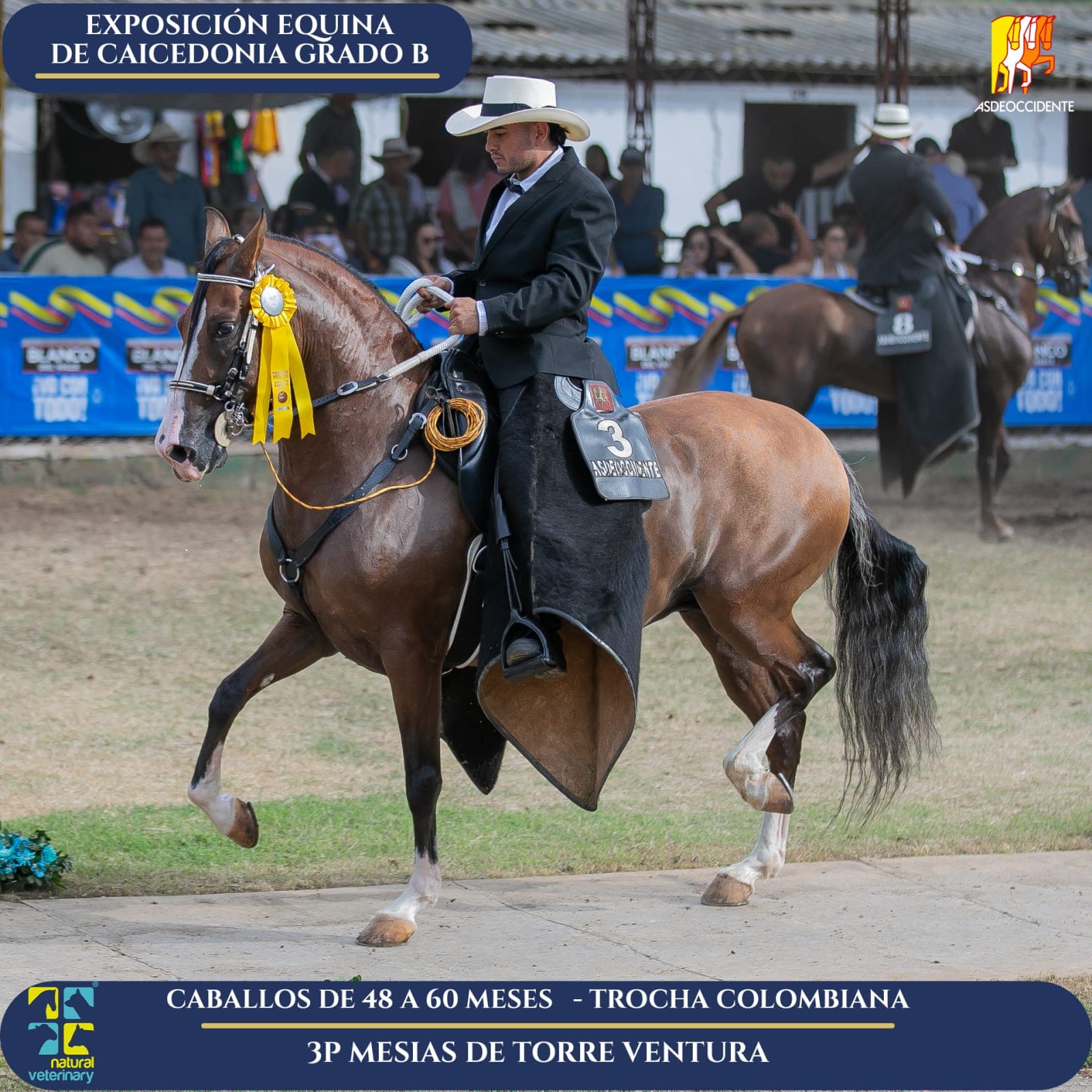Foto de Mesias de Torre Ventura, Semental, Criollo Colombiano, Trocha Pura Colombiana (P3)