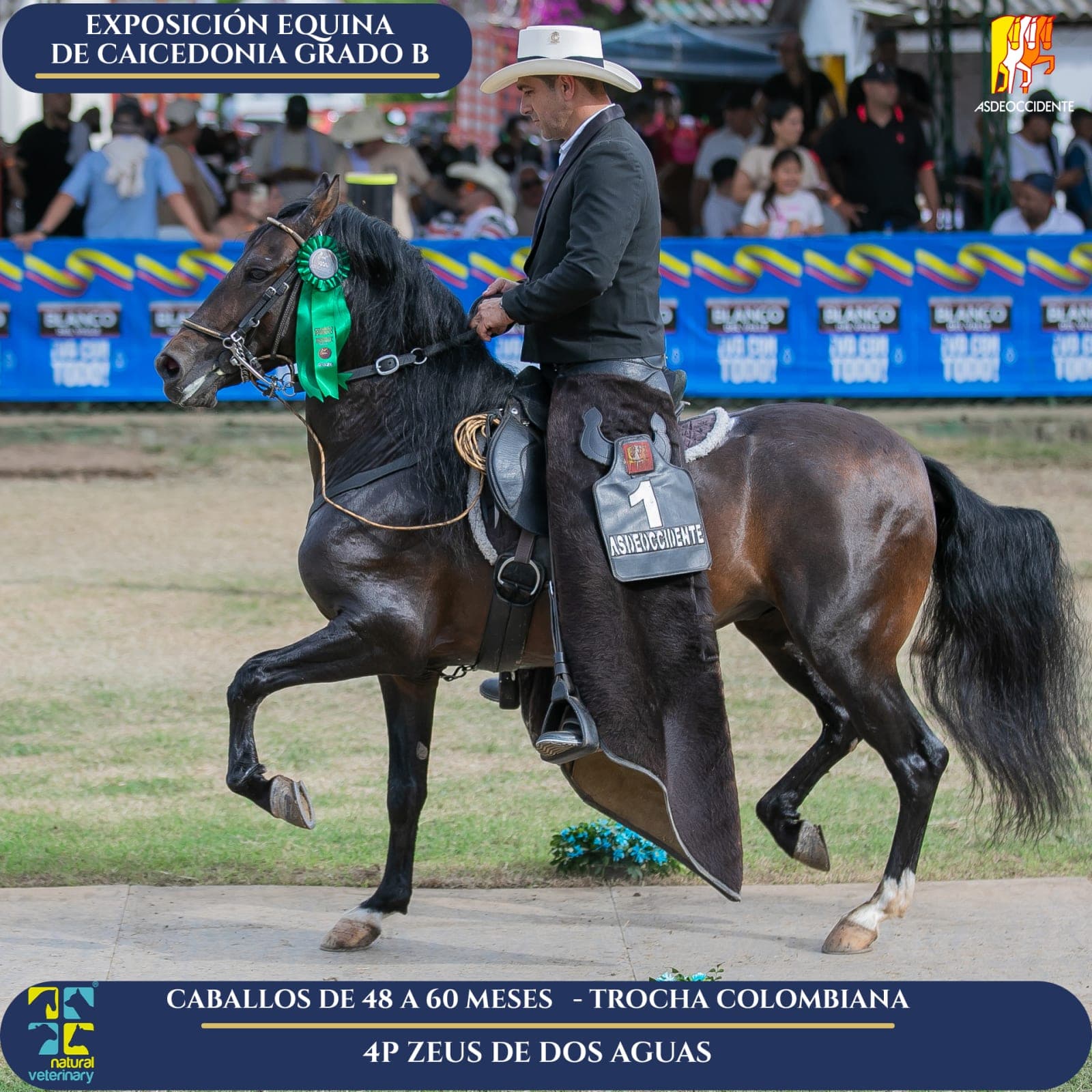 Foto de Zeus de Dos Aguas, Semental, Criollo Colombiano, Trocha Pura Colombiana (P3)