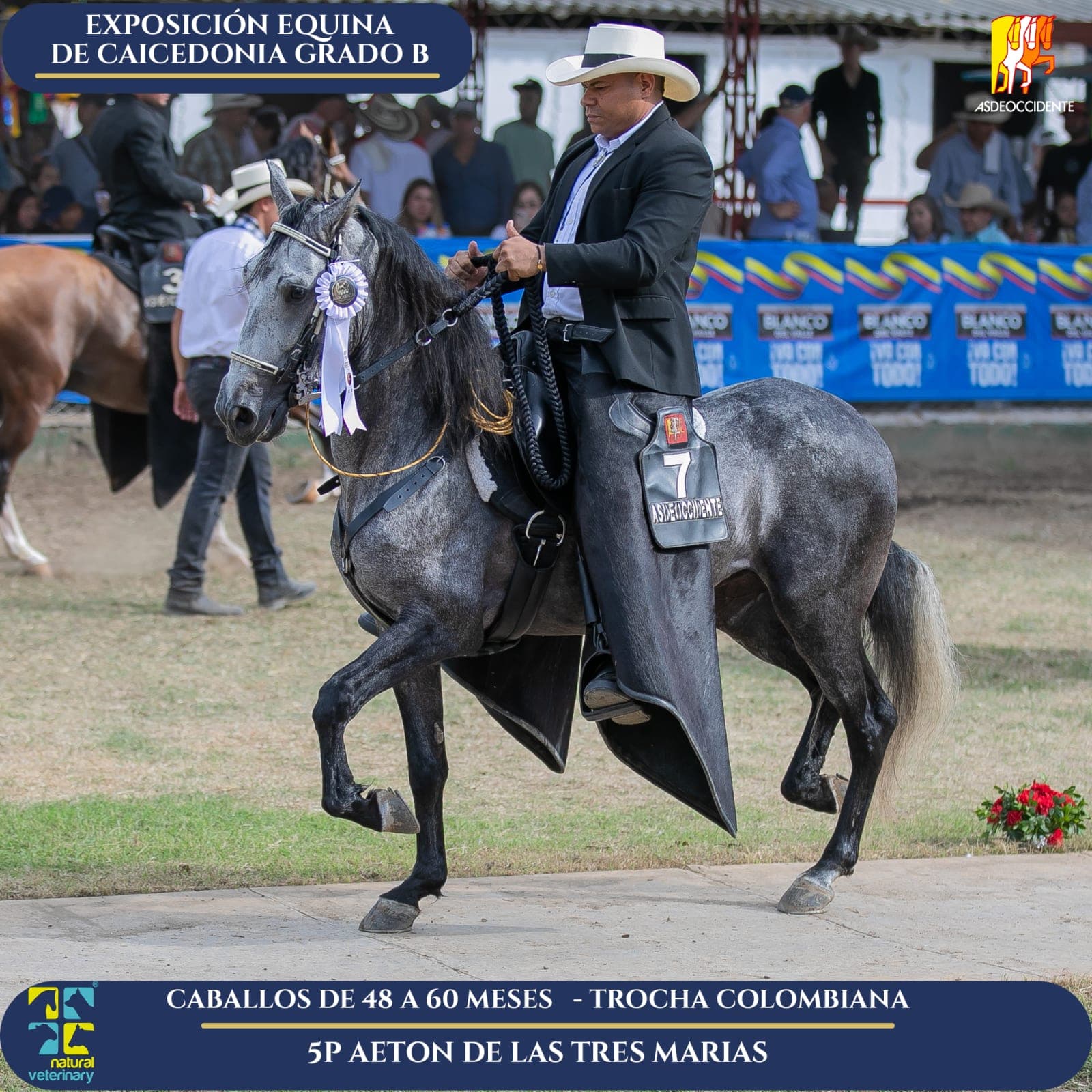 Foto de Aeton de las Tres Marias, Semental, Criollo Colombiano, Trocha Pura Colombiana (P3)