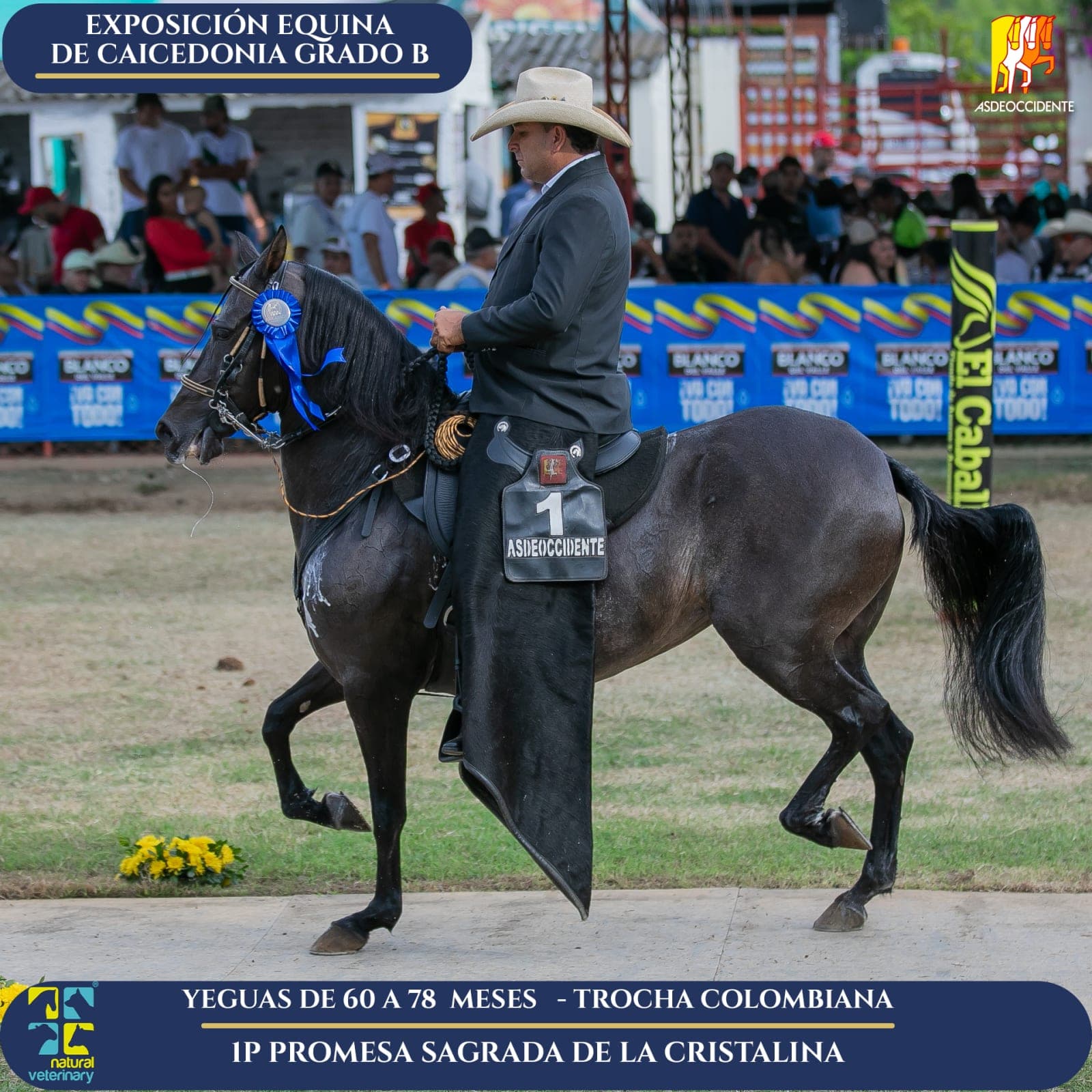 Foto de Promesa Sagrada de la Cristalina, Yegua, Criollo Colombiano, Trocha Pura Colombiana (P3)