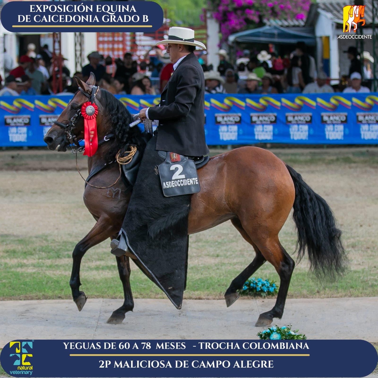 Foto de Maliciosa de Campo Alegre, Yegua, Criollo Colombiano, Trocha Pura Colombiana (P3)