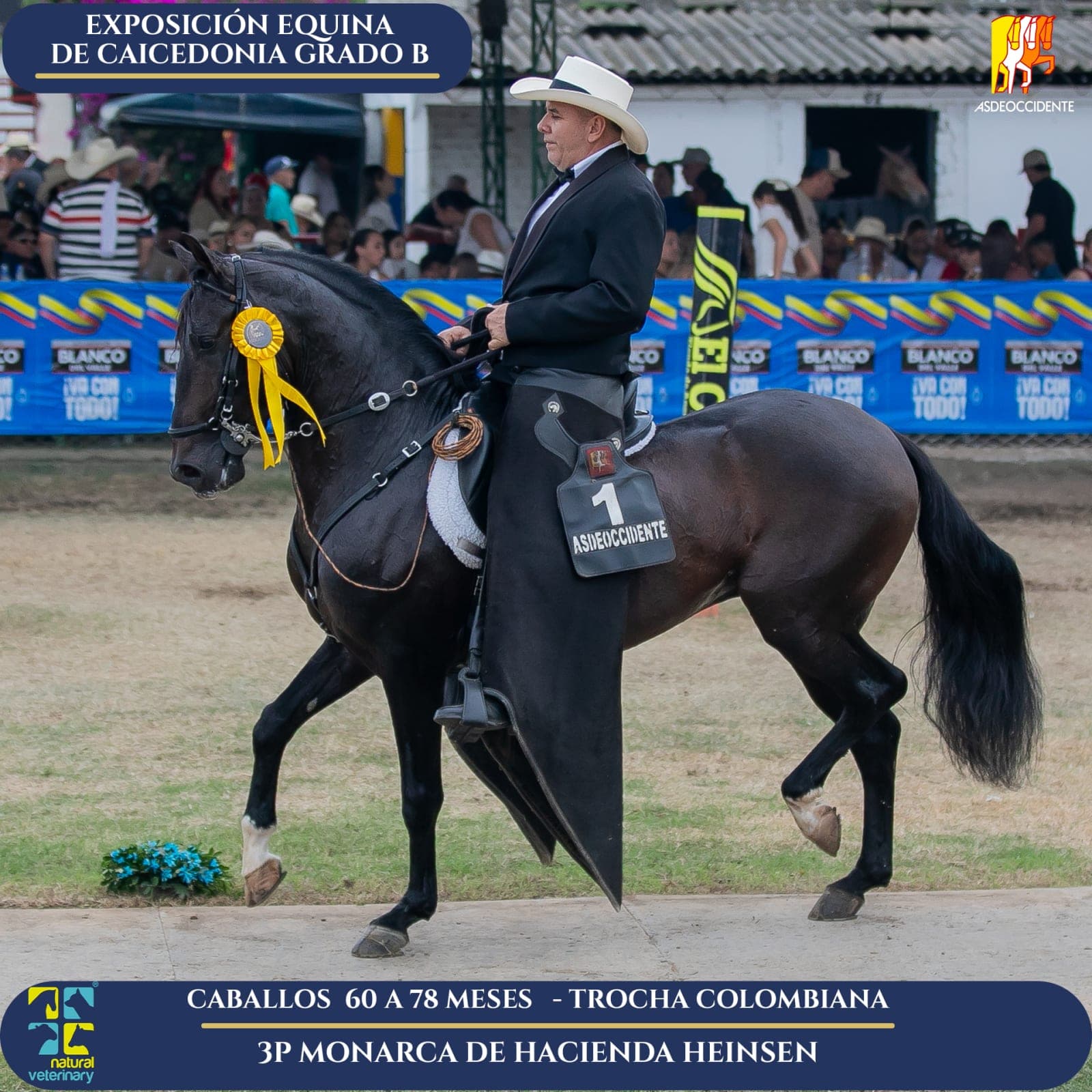 Foto de Monarca de Hacienda Heinsen, Semental, Criollo Colombiano, Trocha Pura Colombiana (P3)