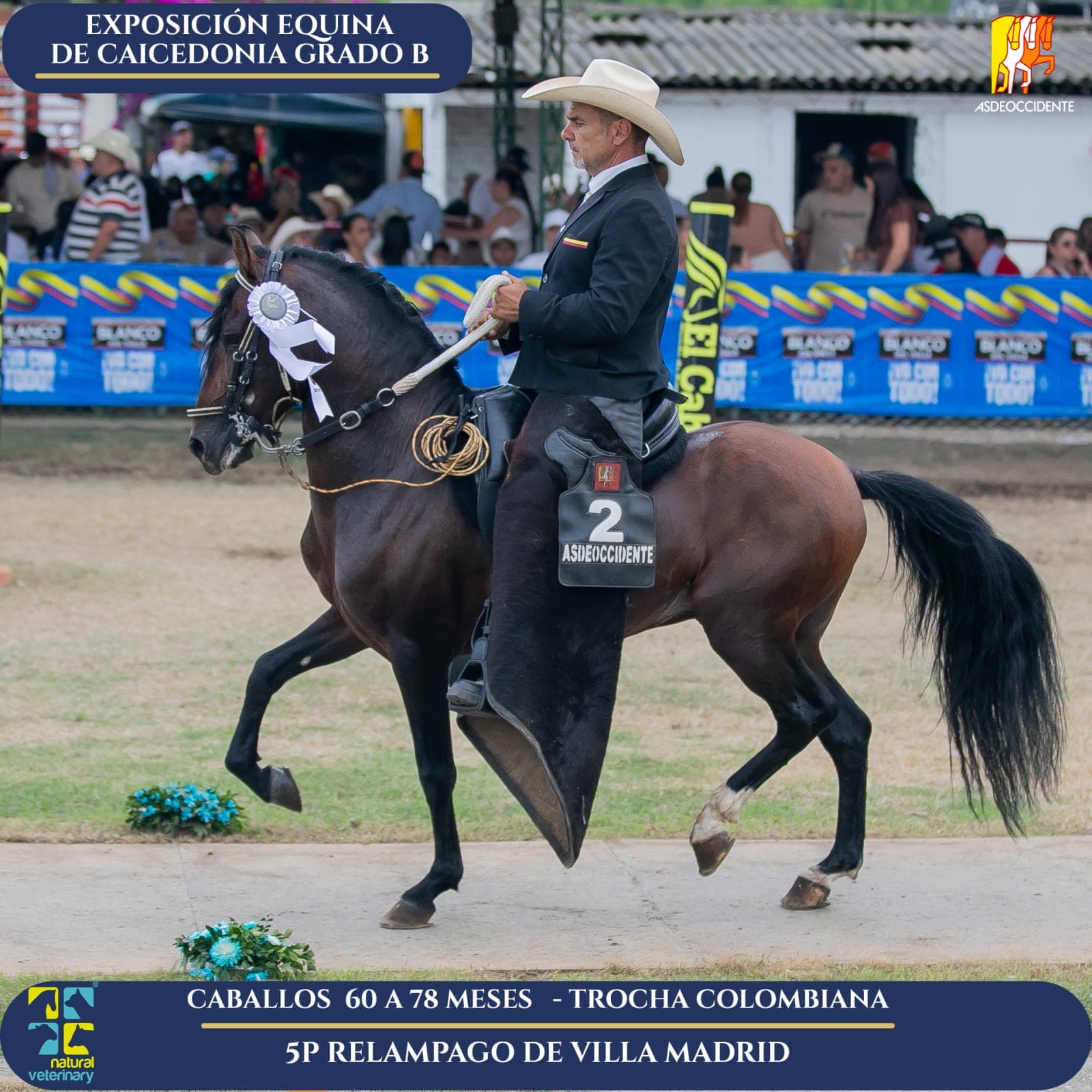 Foto de Relampago de Villa Madrid, Semental, Criollo Colombiano, Trocha Pura Colombiana (P3)