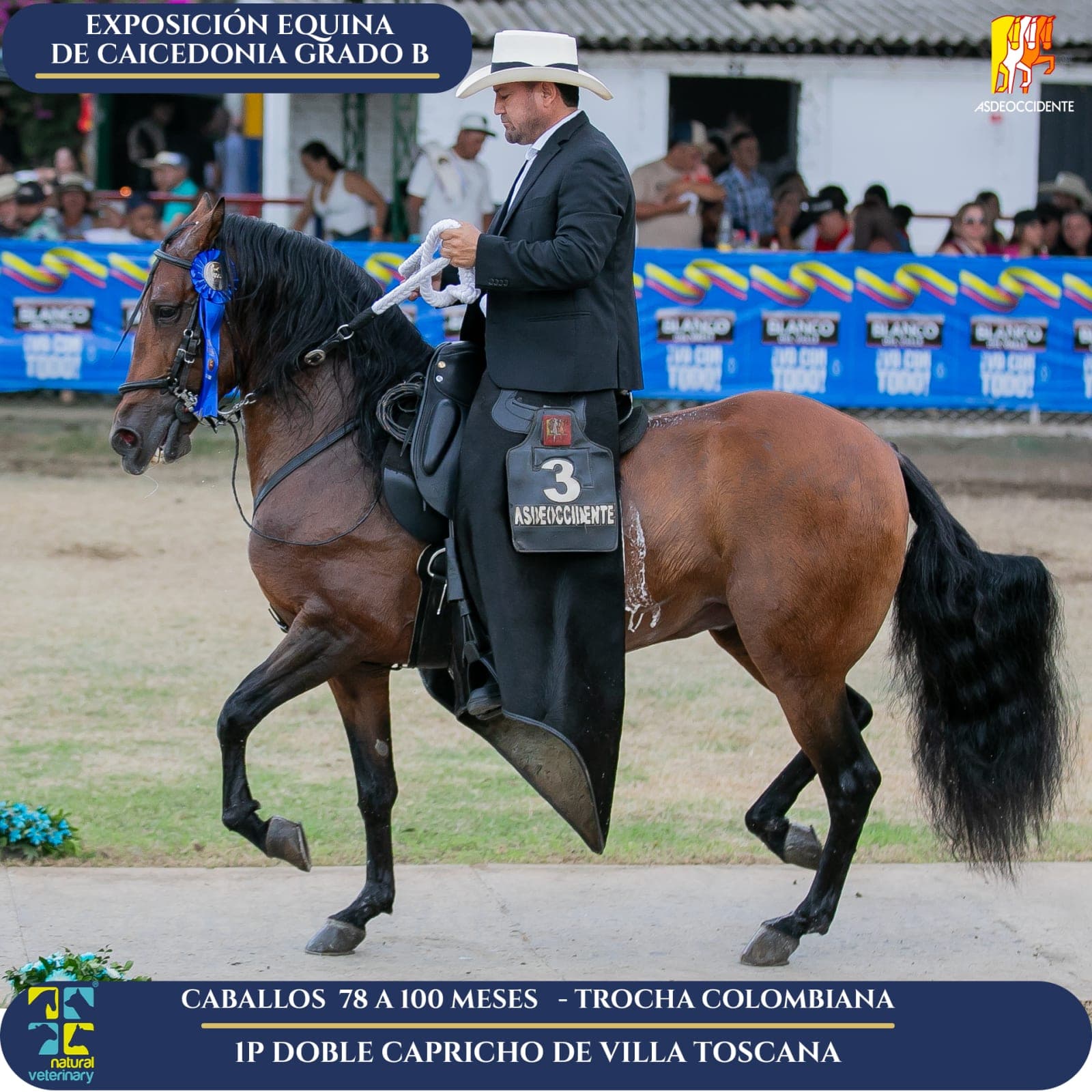 Foto de Doble Capricho de Villa Toscana, Semental, Criollo Colombiano, Trocha Pura Colombiana (P3)