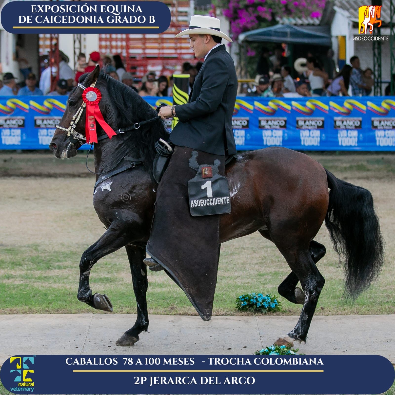 Foto de Jerarca del Arco, Semental, Criollo Colombiano, Trocha Pura Colombiana (P3)
