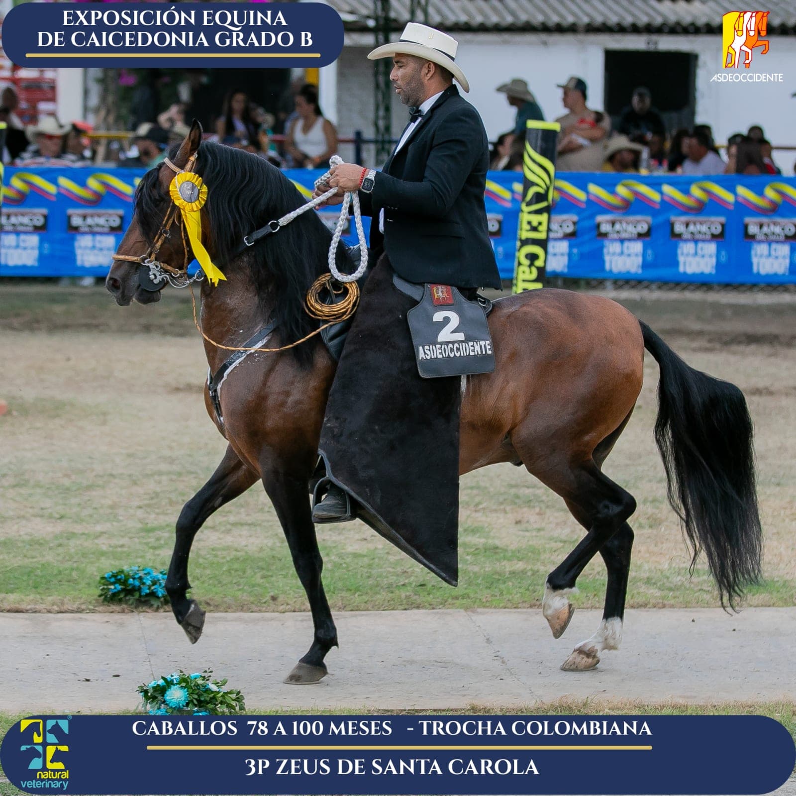Foto de Zeus de Santa Carola, Semental, Criollo Colombiano, Trocha Pura Colombiana (P3)
