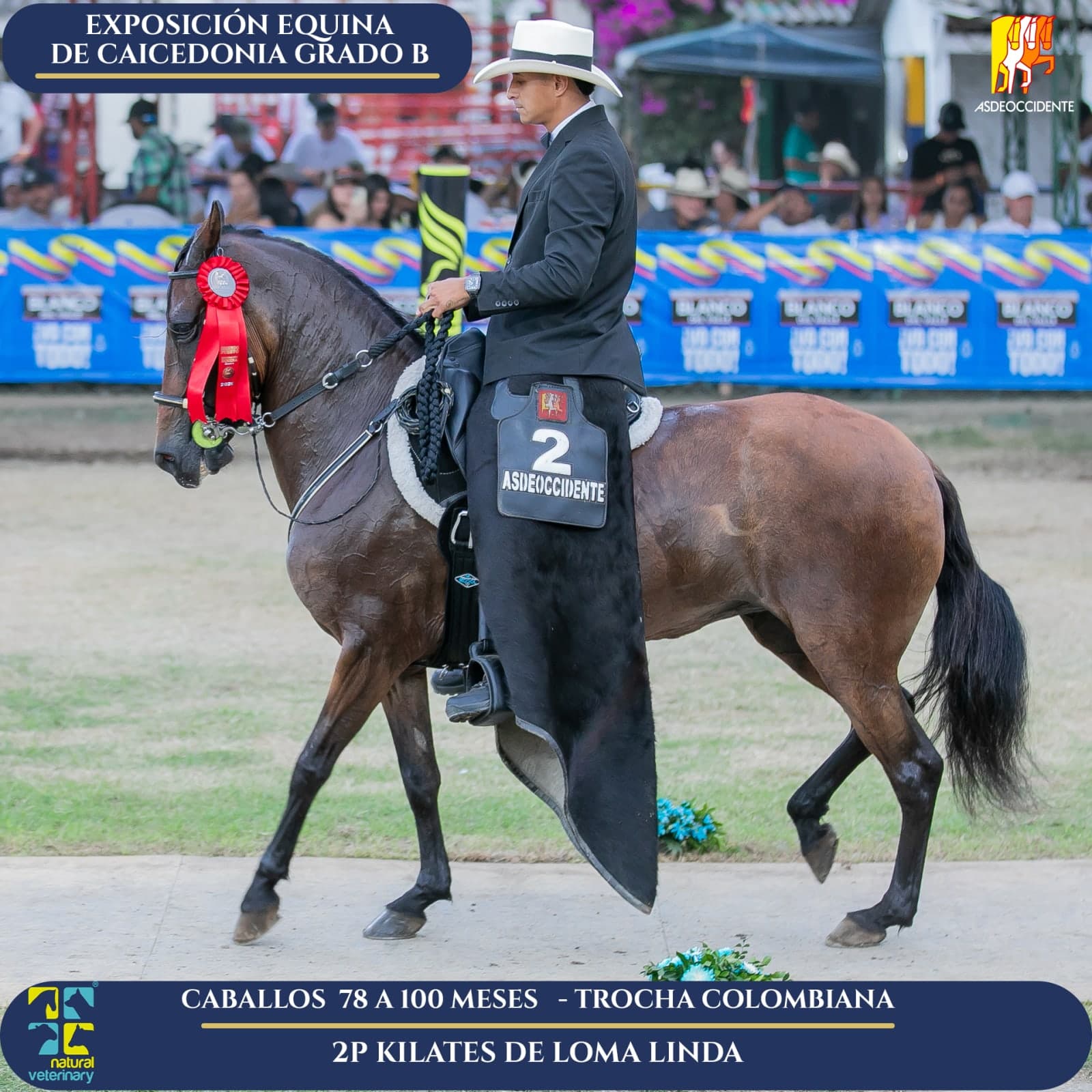 Foto de Kilates de Loma Linda, Yegua, Criollo Colombiano, Trocha Pura Colombiana (P3)
