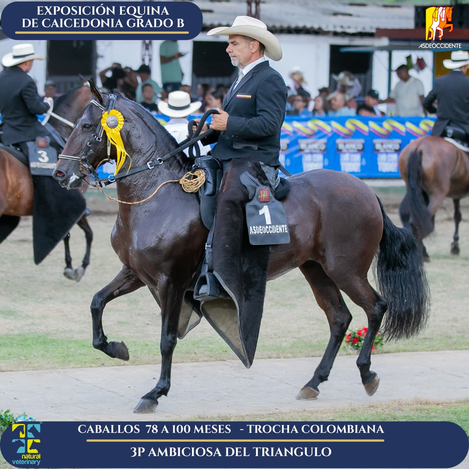 Foto de Ambiciosa del Triangulo, Yegua, Criollo Colombiano, Trocha Pura Colombiana (P3)
